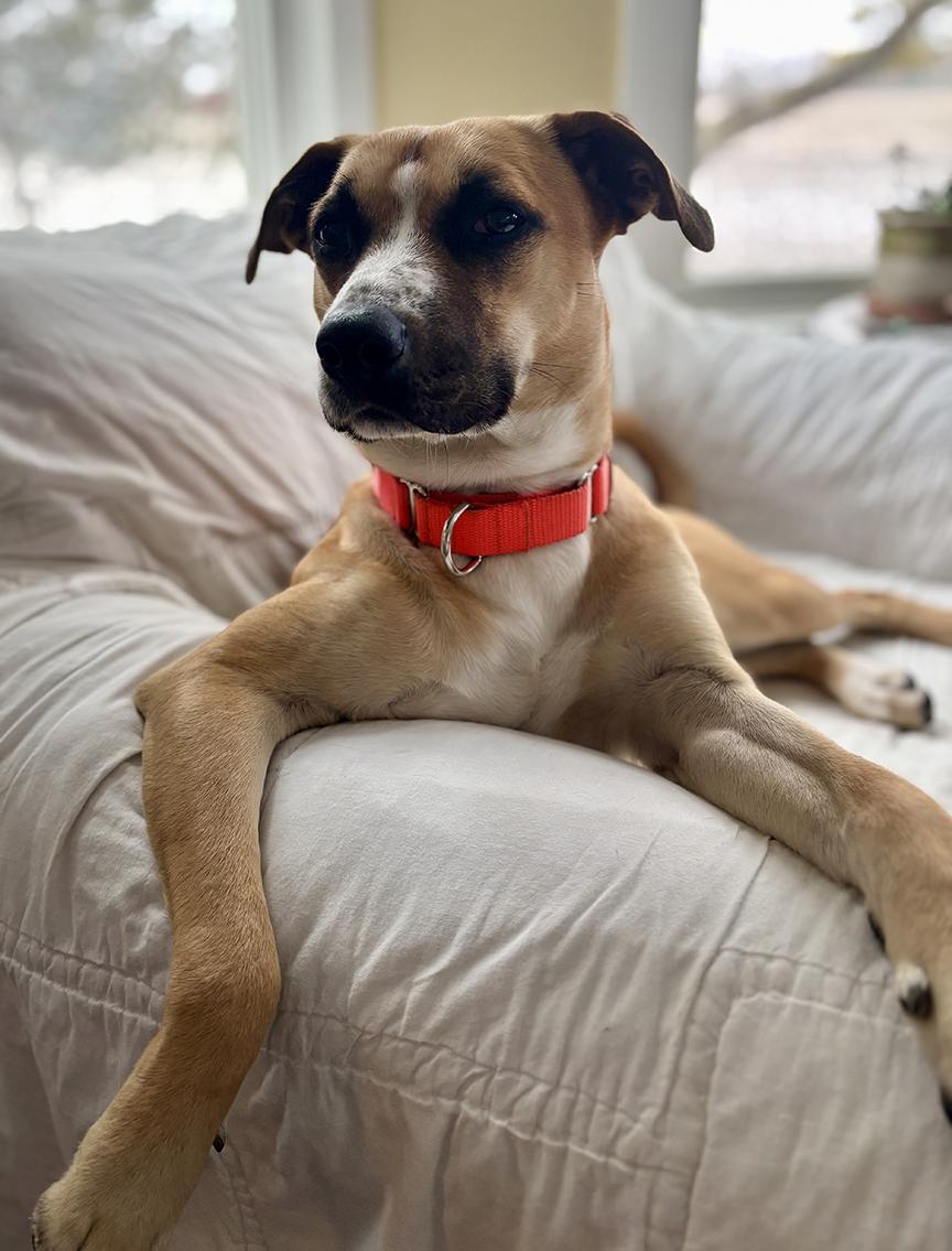 Enlarge Hunter, a Adoptable mixed breed in Whitestown, IN image 2/2