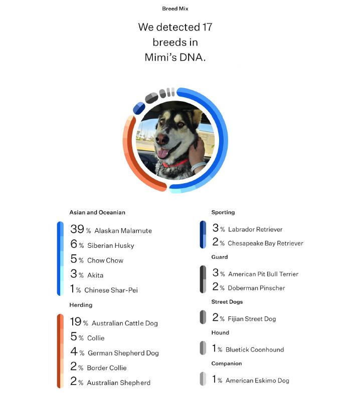 Nymeria (aka Mimi), a Adoptable mixed breed in Chubbuck, ID image 6/6