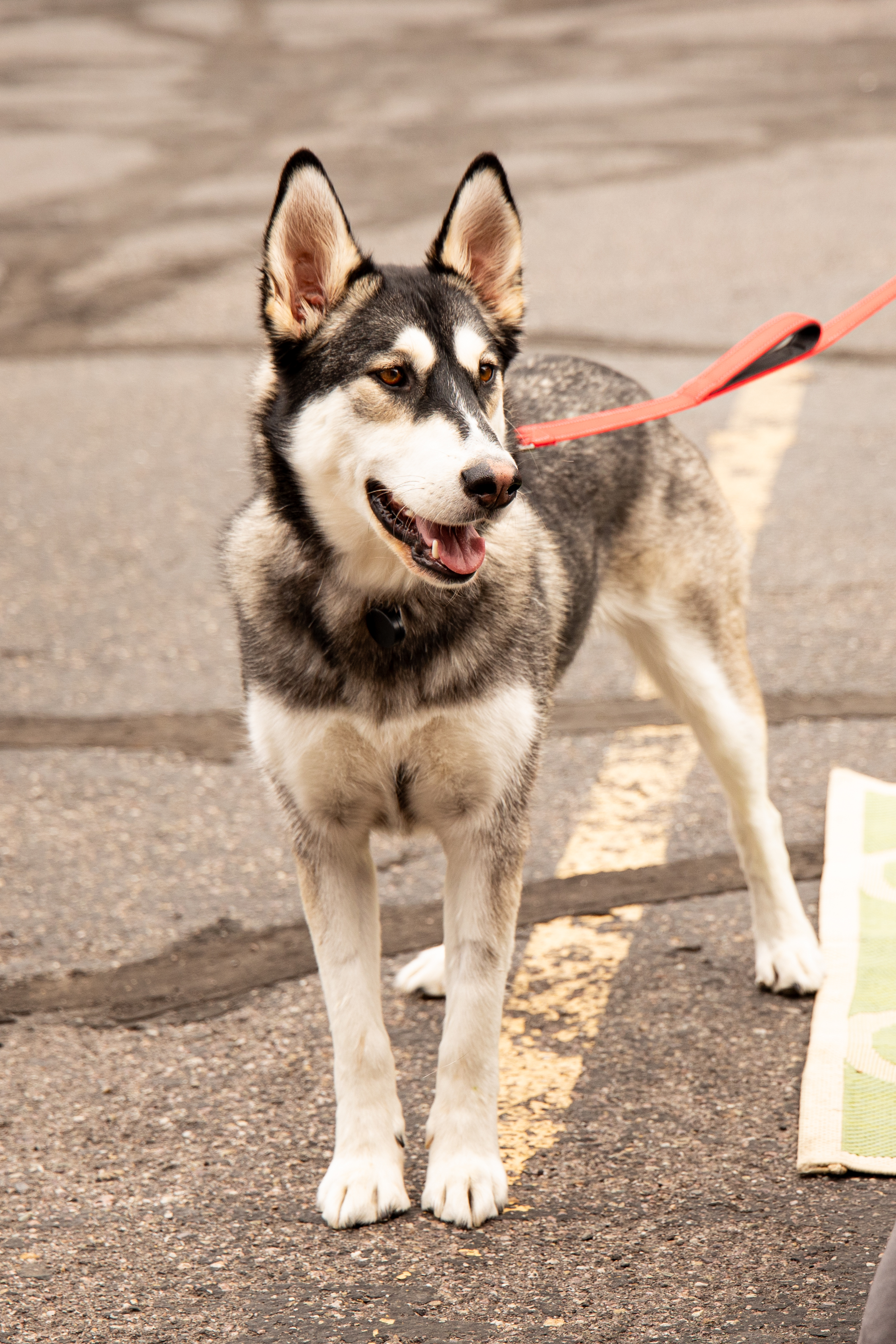 Nymeria (aka Mimi), Adoptable, Young Female Alaskan Malamute & Australian Cattle Dog / Blue Heeler.