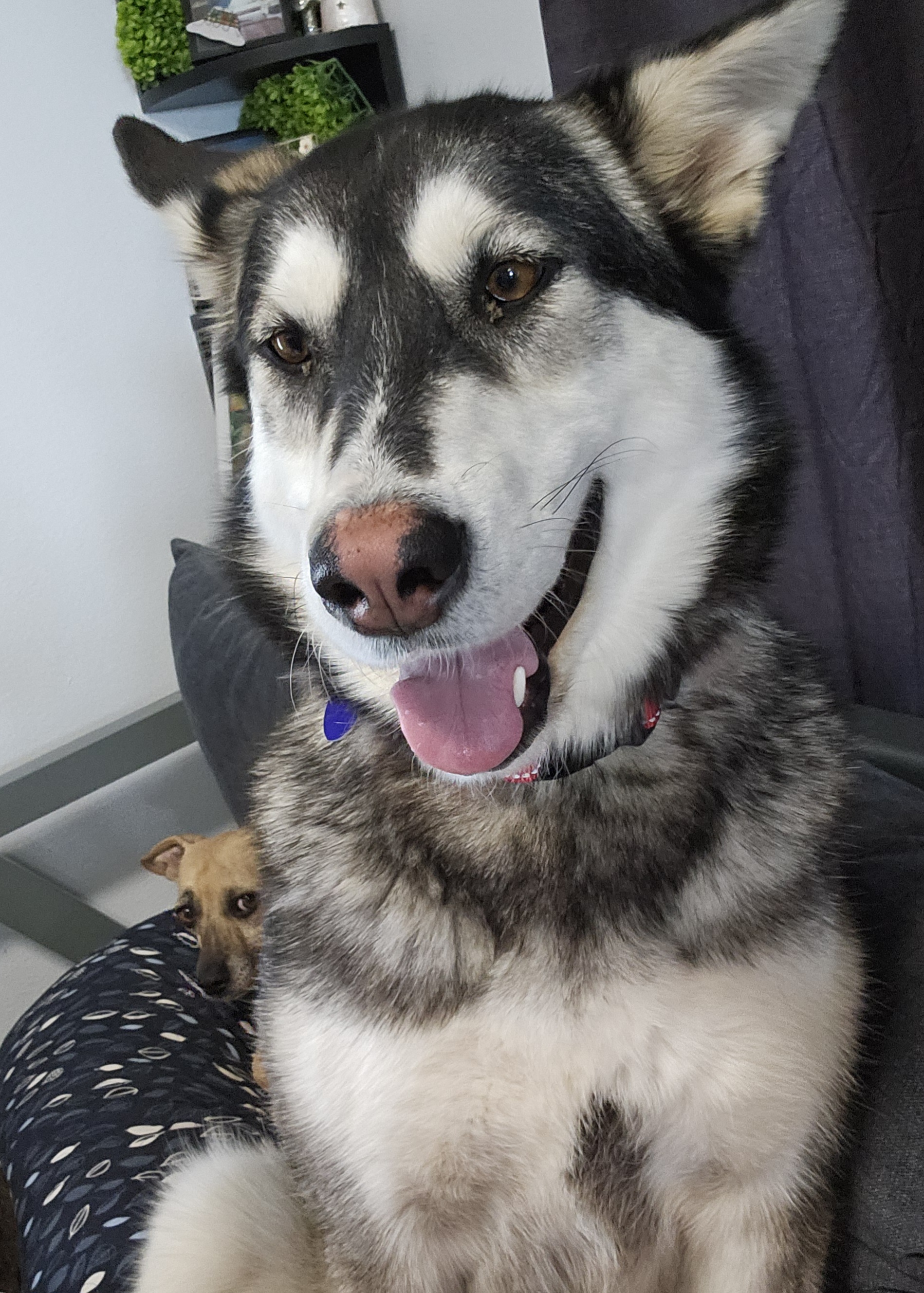 Nymeria (aka Mimi), a Adoptable mixed breed in Chubbuck, ID image 3/6