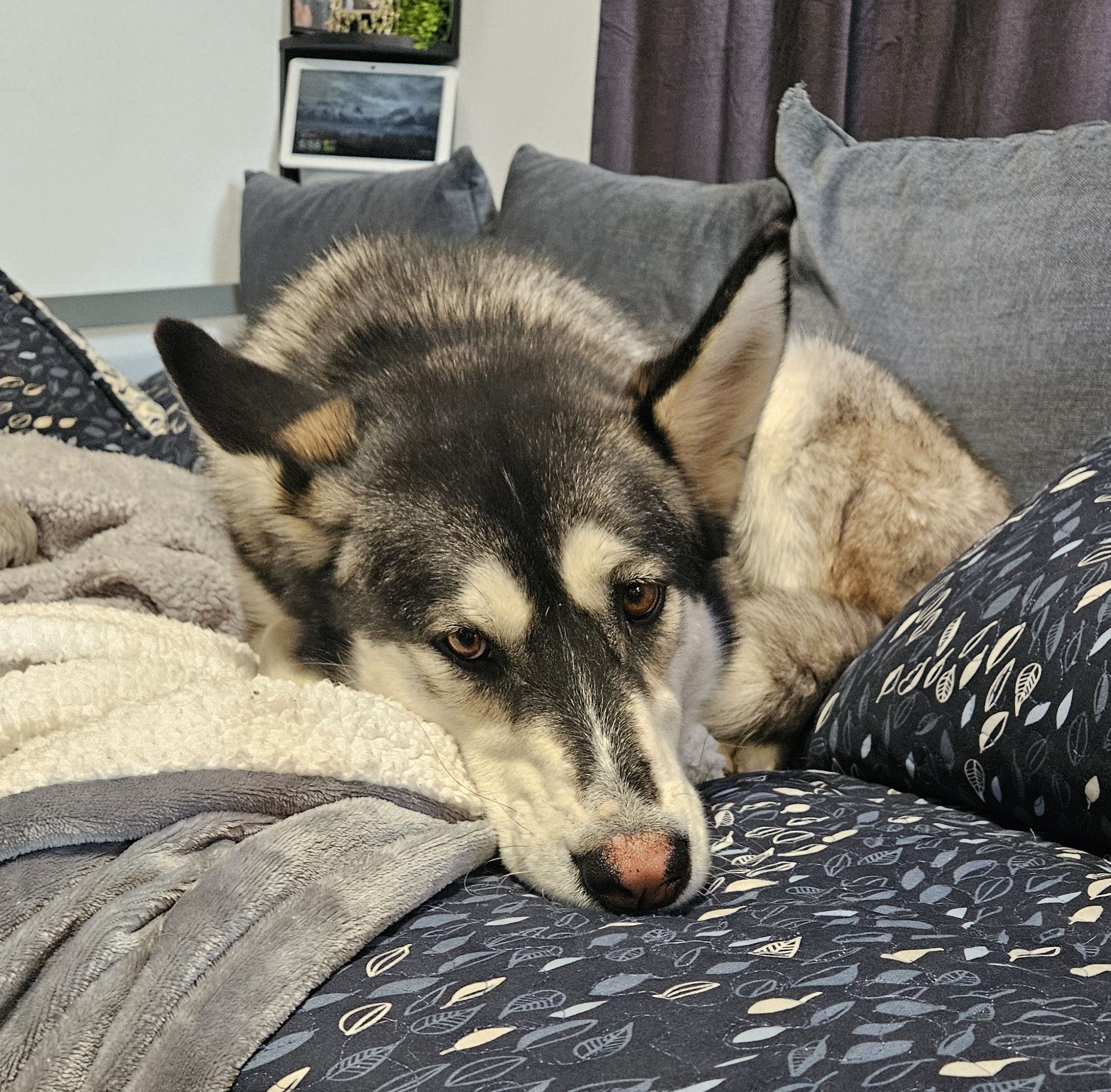 Nymeria (aka Mimi), a Adoptable mixed breed in Chubbuck, ID image 4/6