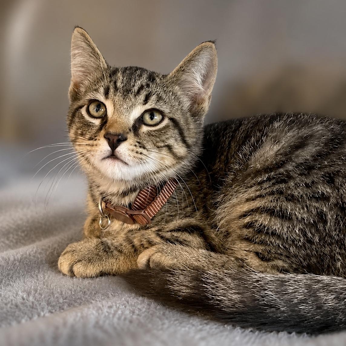 Spiderman, ADOPTABLE, Young Male Domestic Short Hair.