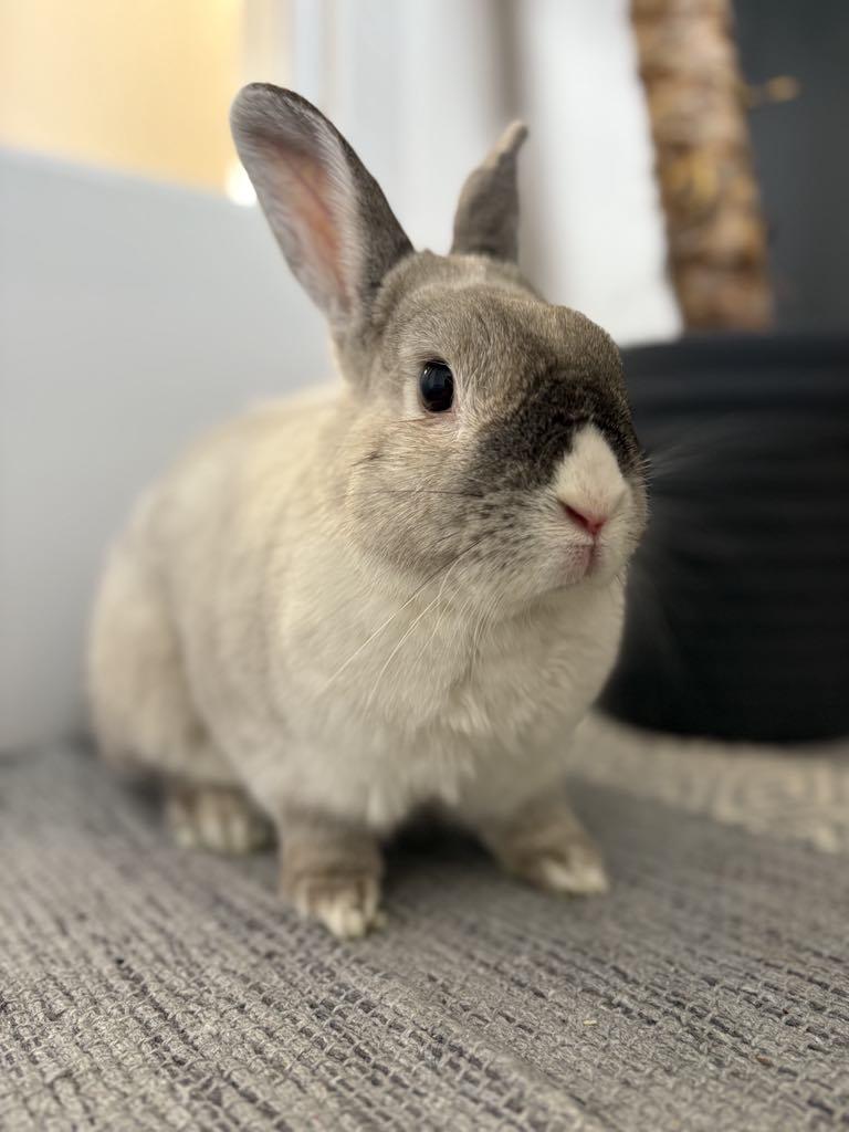 Enlarge Bella, a Adoptable Dwarf in Delson, QC image 1/1