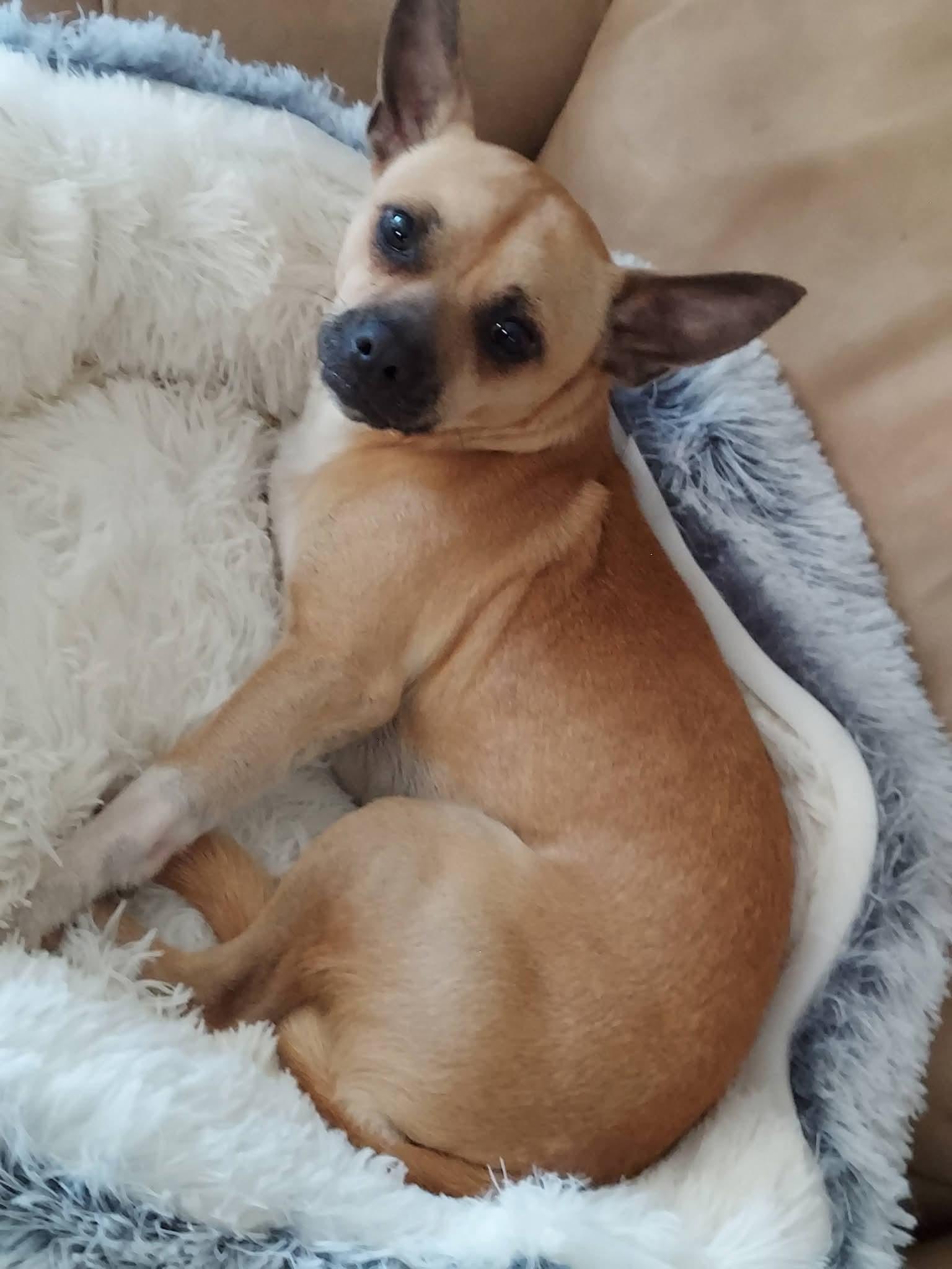 Enlarge Papacito Chico , a ADOPTABLE mixed breed in Oakland, CA image 4/6