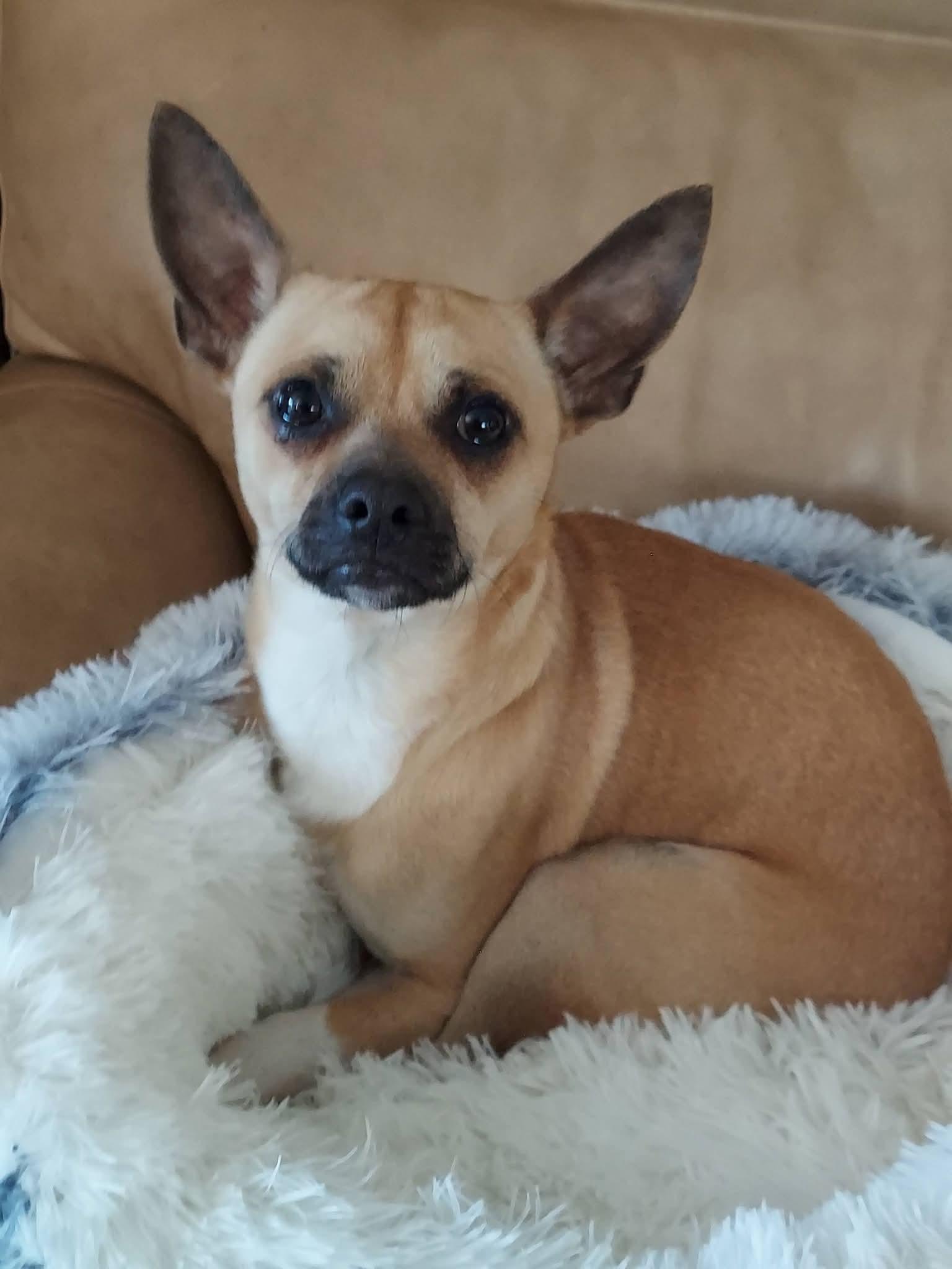 Papacito Chico , ADOPTABLE, Adult Male Terrier.