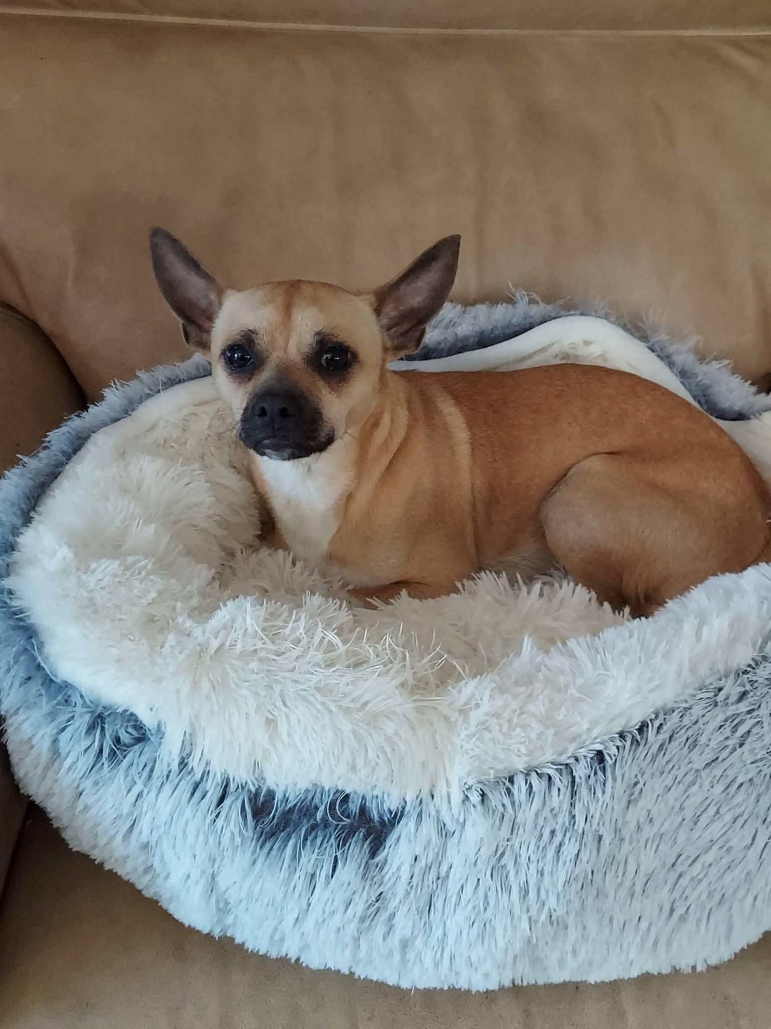 Enlarge Papacito Chico , a ADOPTABLE mixed breed in Oakland, CA image 3/6