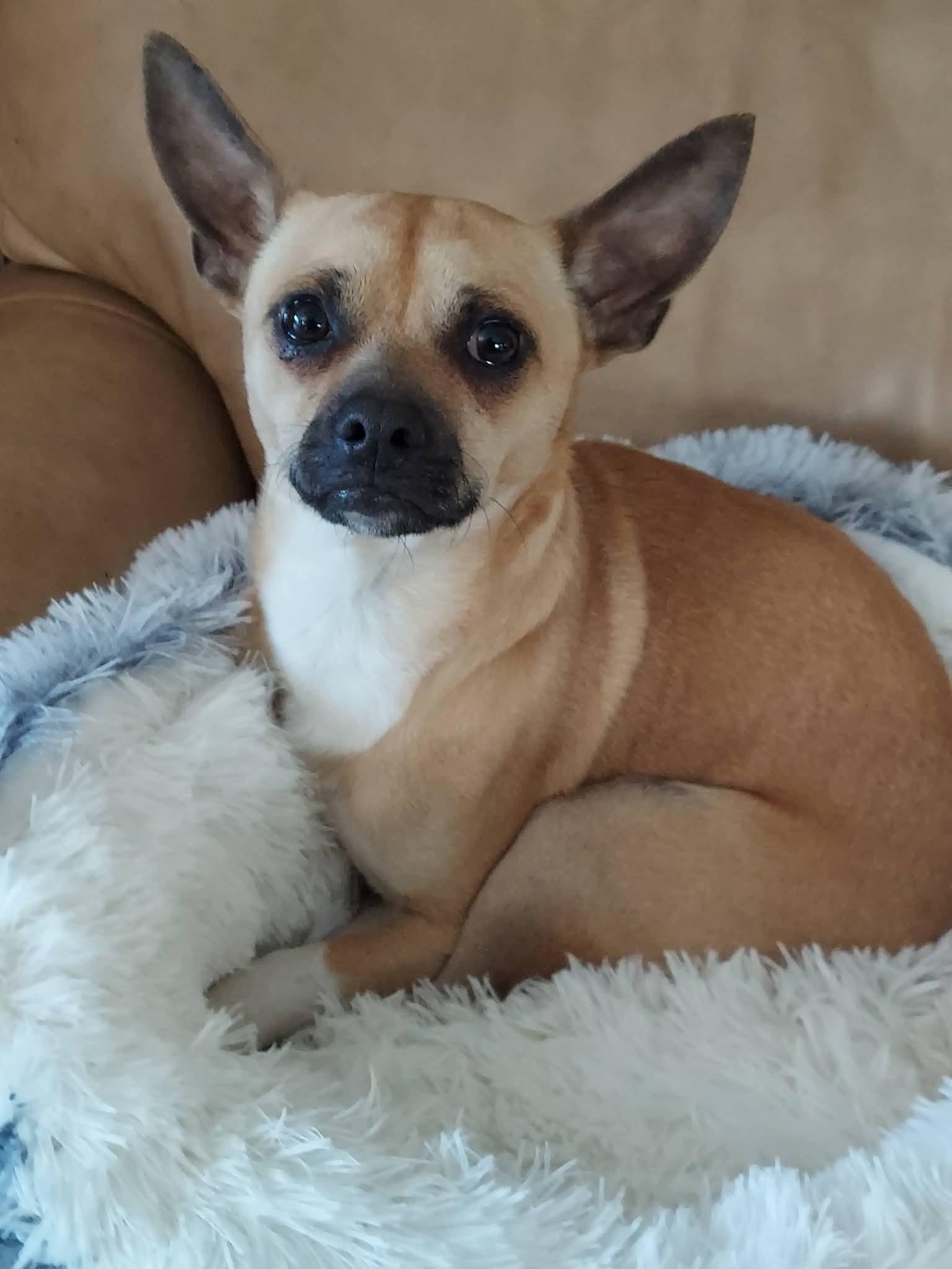 Enlarge Papacito Chico , a ADOPTABLE mixed breed in Oakland, CA image 6/6