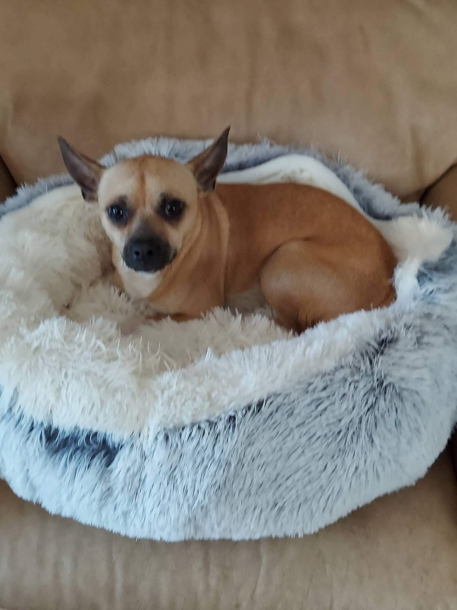 Enlarge Papacito Chico , a ADOPTABLE mixed breed in Oakland, CA image 5/6