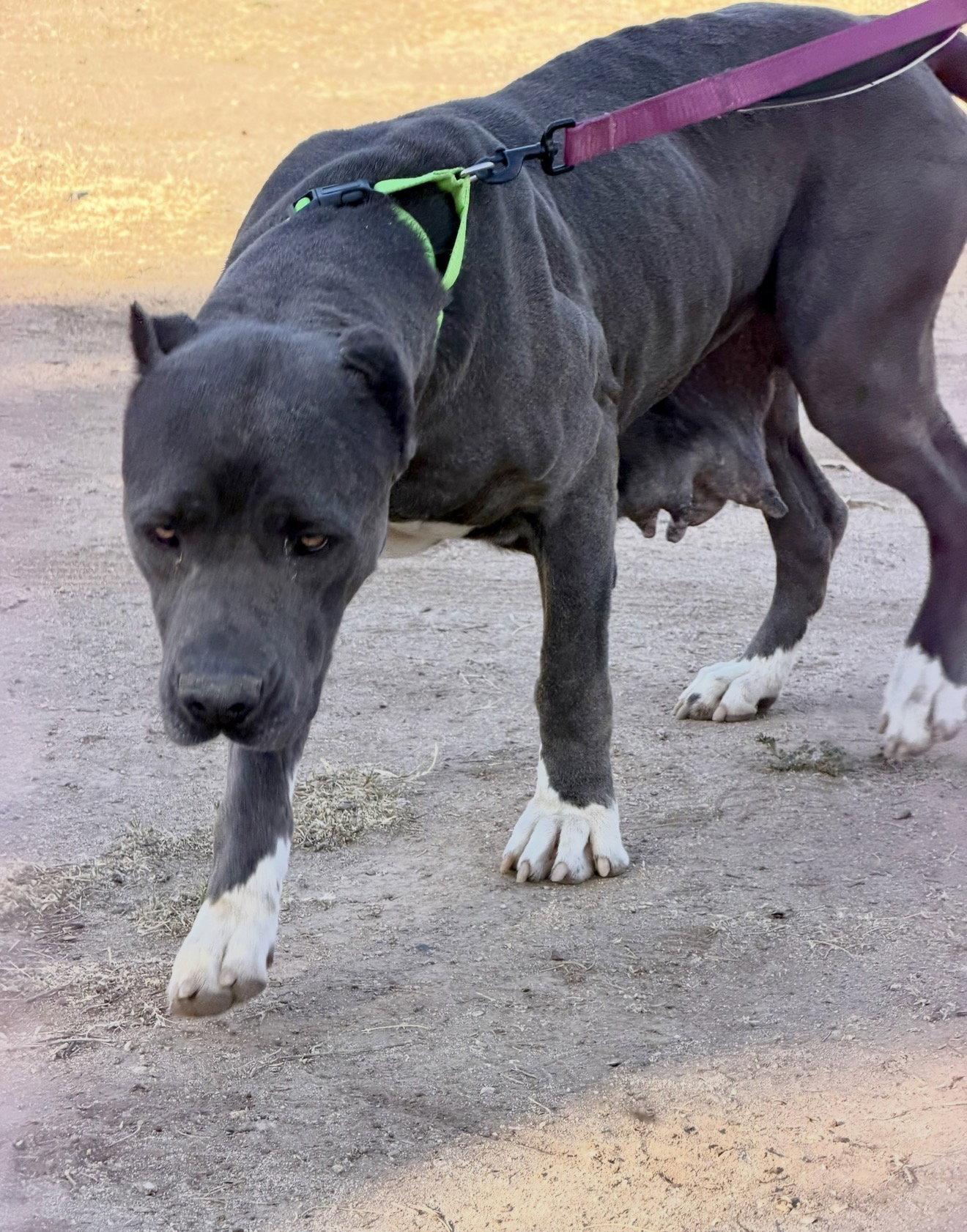 Dallas, a Adoptable Cane Corso in Glendale, AZ image 1/3