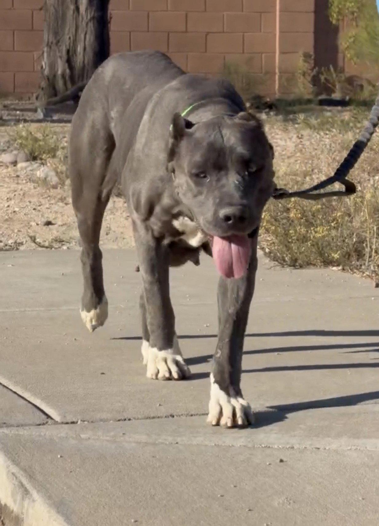 Dallas, a Adoptable Cane Corso in Glendale, AZ image 2/3