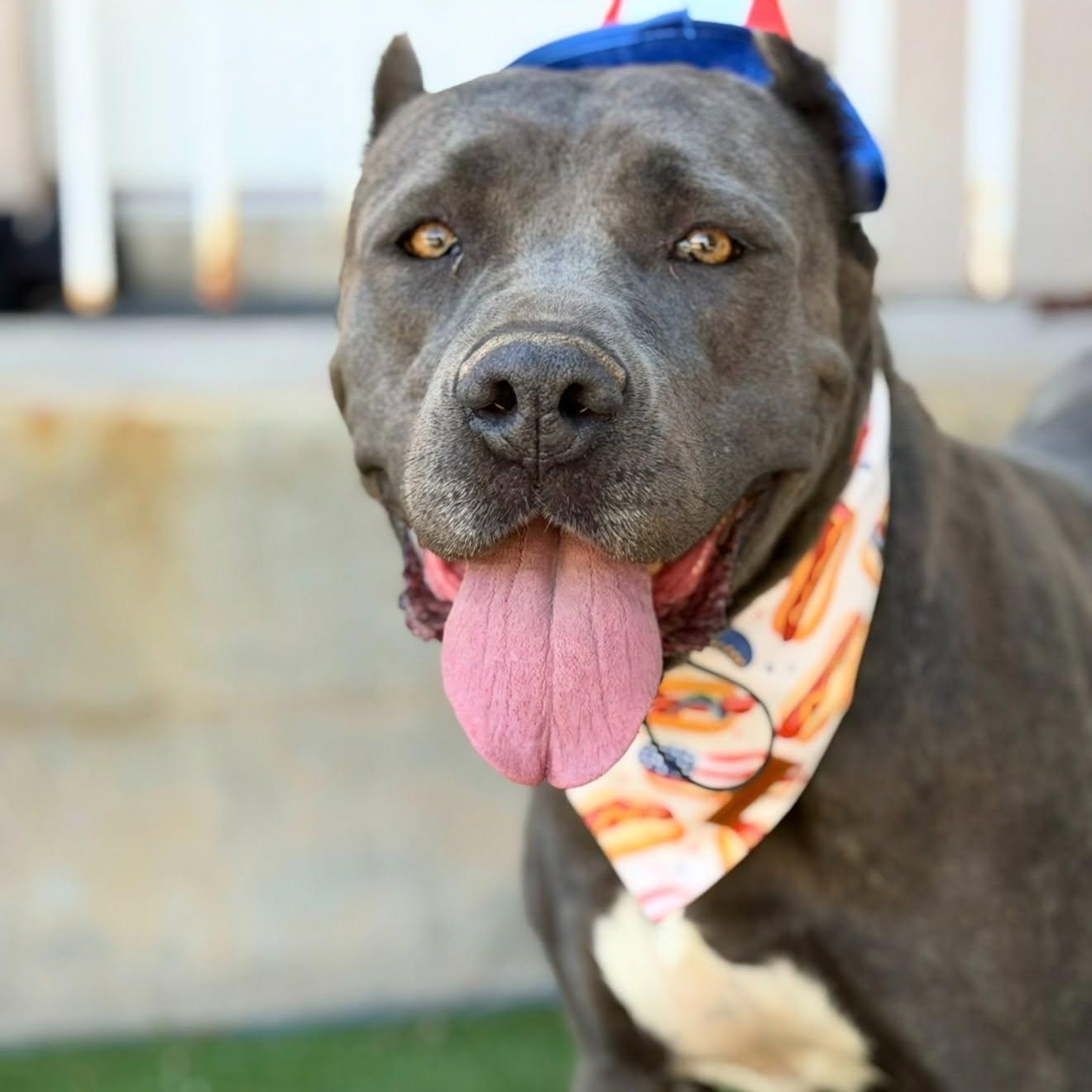 Dallas, a Adoptable Cane Corso in Glendale, AZ image 3/3