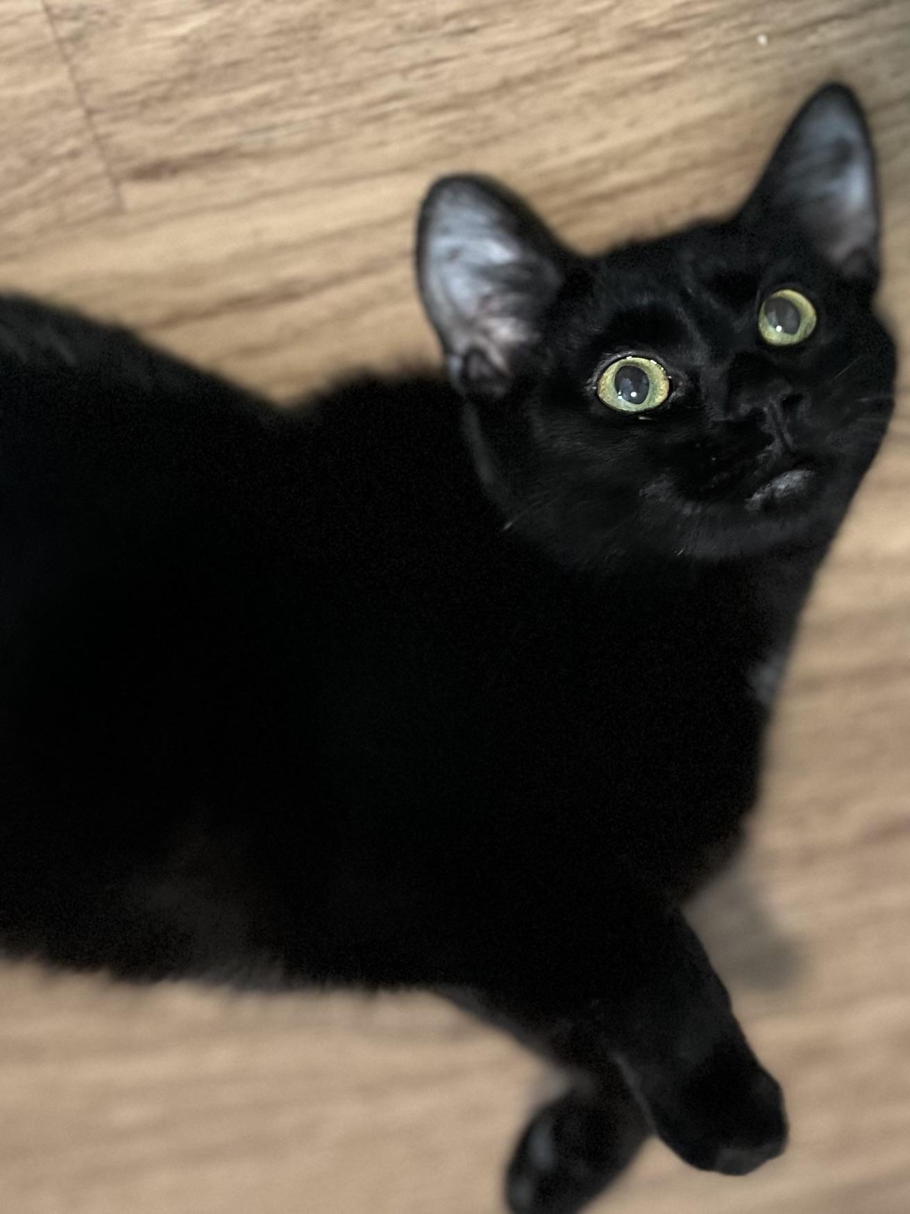 Enlarge Tabitha, a ADOPTABLE Domestic Short Hair in Holland, MI image 2/3