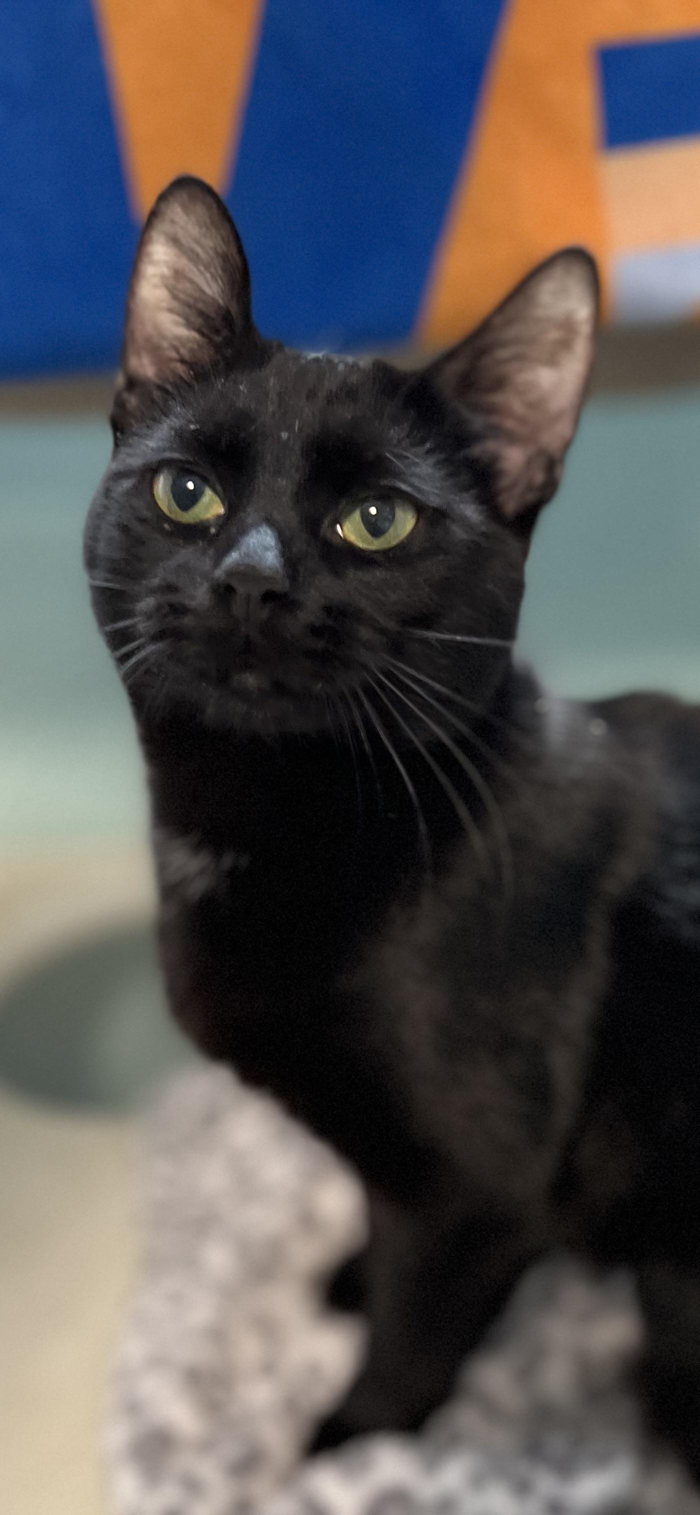 Enlarge Tabitha, a ADOPTABLE Domestic Short Hair in Holland, MI image 1/3