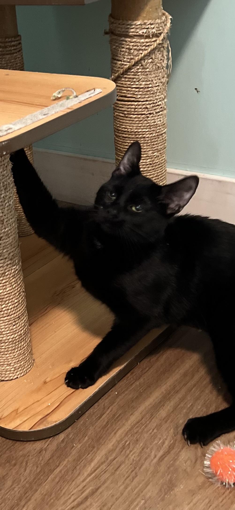 Enlarge Tabitha, a ADOPTABLE Domestic Short Hair in Holland, MI image 3/3