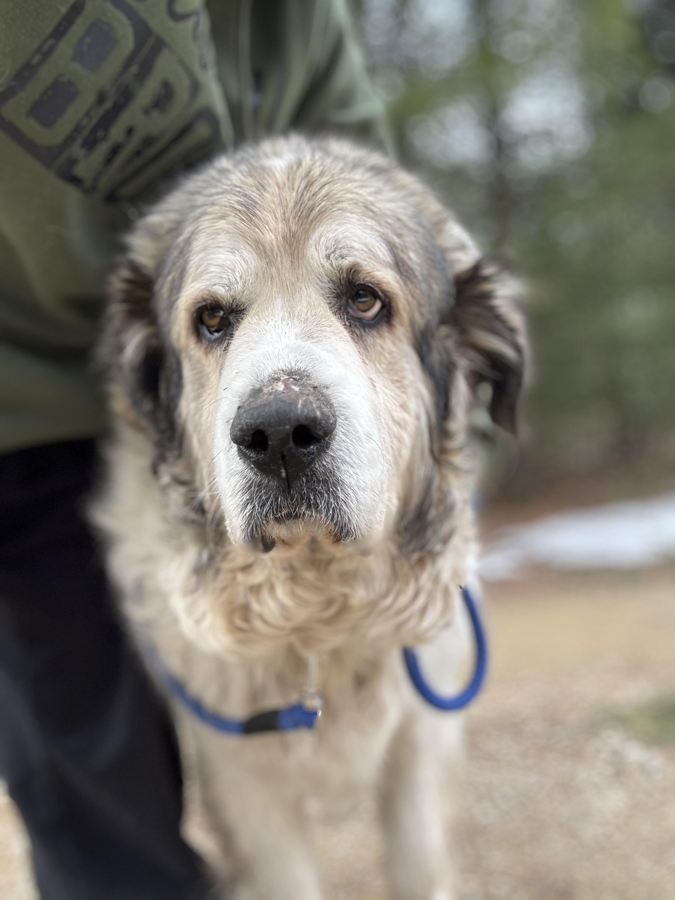 Enlarge Anna, a ADOPTABLE Great Pyrenees in Neshkoro, WI image 1/2