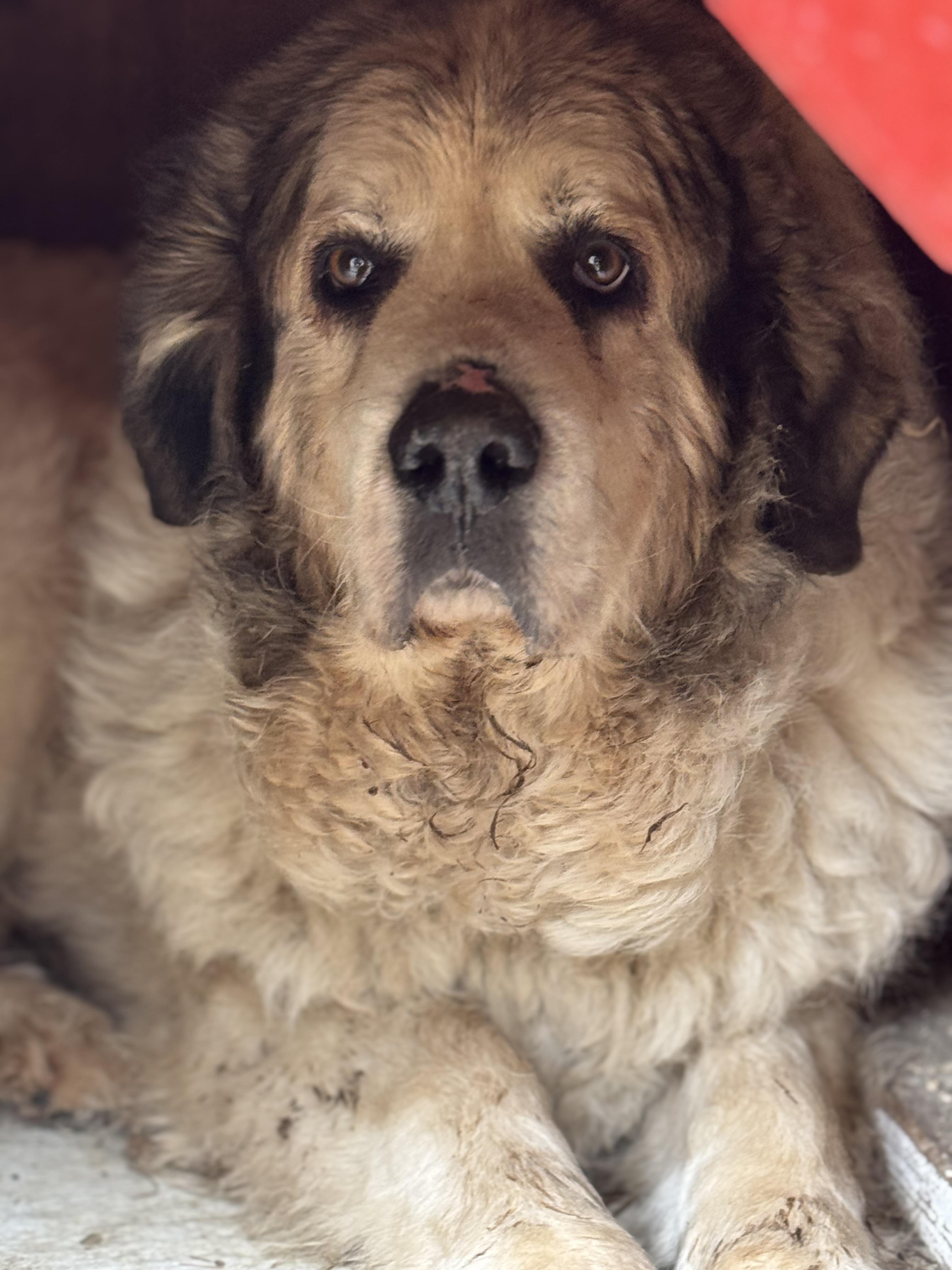 Enlarge Anna, a ADOPTABLE Great Pyrenees in Neshkoro, WI image 2/2