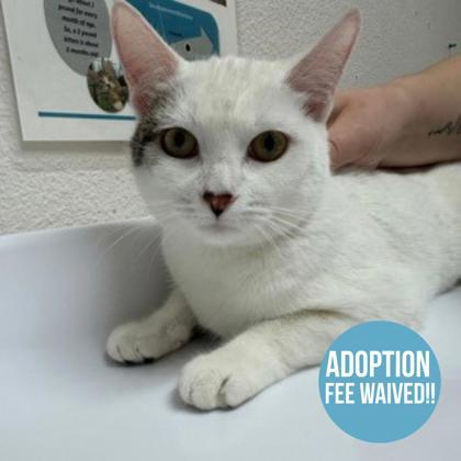 Enlarge UK, an adopted mixed breed in Sacramento, CA image 1/1