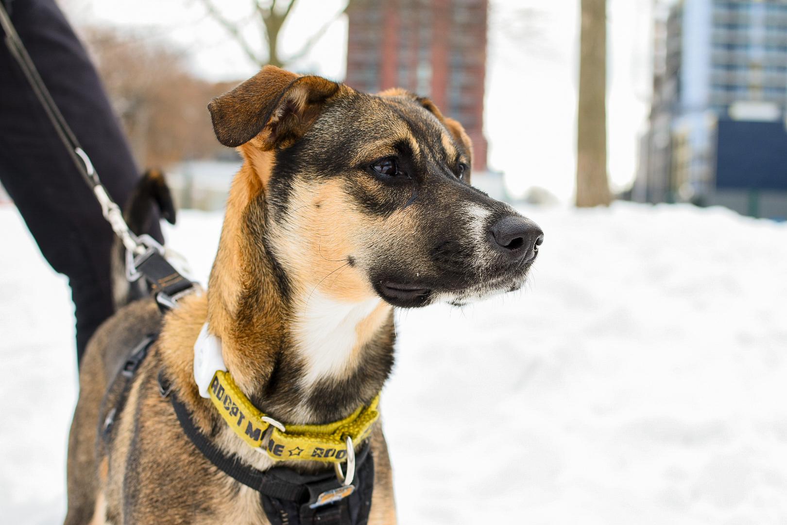 Ally - Adoption Pending, ADOPTABLE, Puppy Female Shepherd.