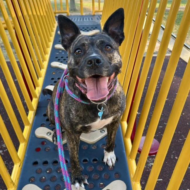 Enlarge Pink Lady, a Adoptable Terrier in St. Louis, MO image 1/6