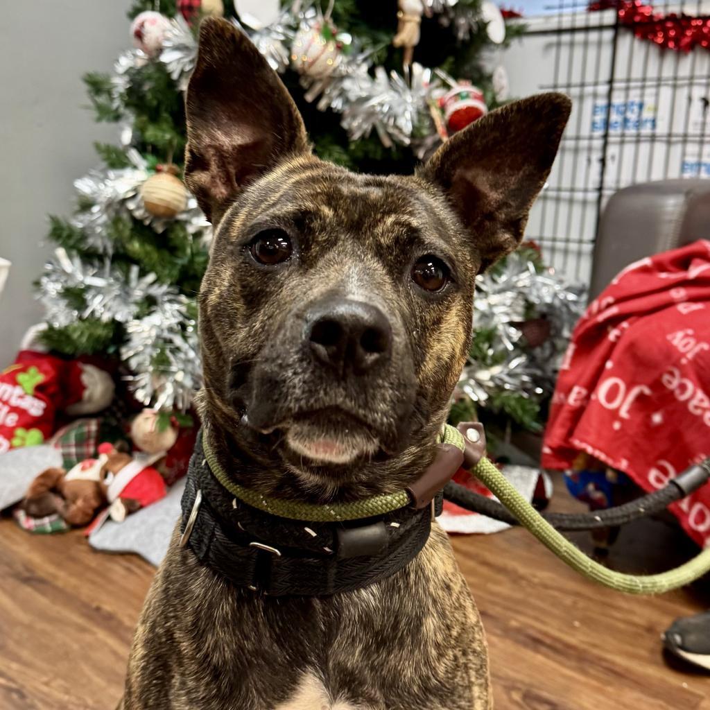 Pink Lady, Adoptable, Adult Female Terrier.
