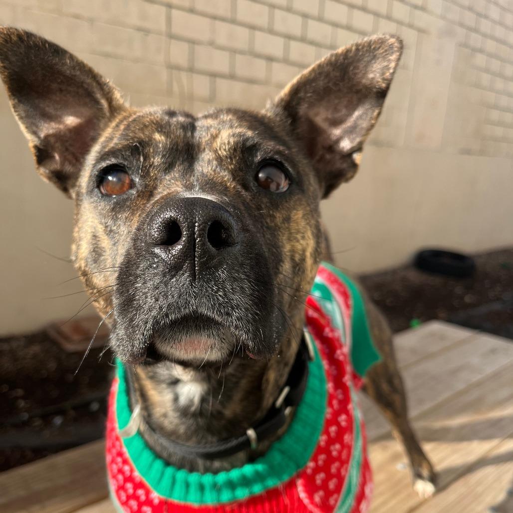 Pink Lady, a Adoptable Terrier in St. Louis, MO image 2/6