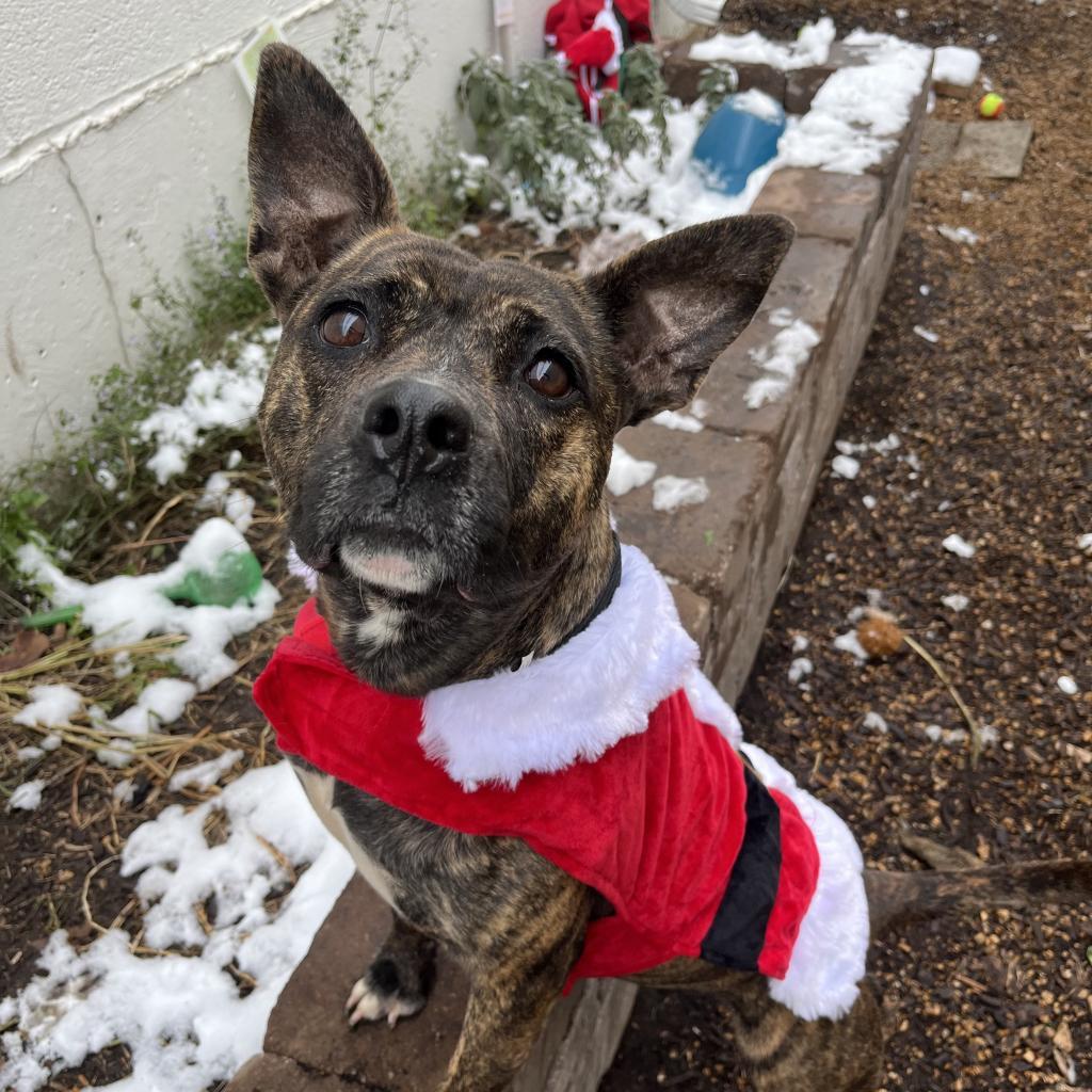 Pink Lady, a Adoptable Terrier in St. Louis, MO image 3/6