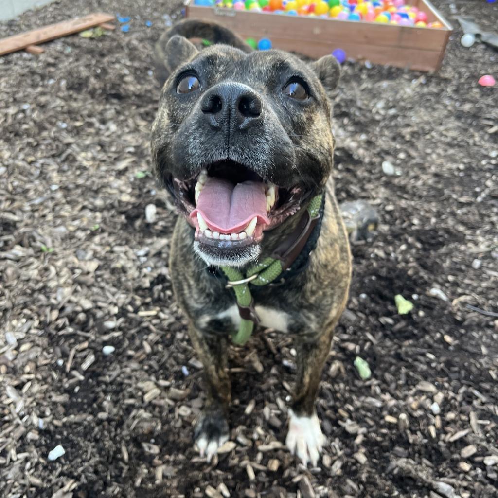 Pink Lady, a Adoptable Terrier in St. Louis, MO image 4/6