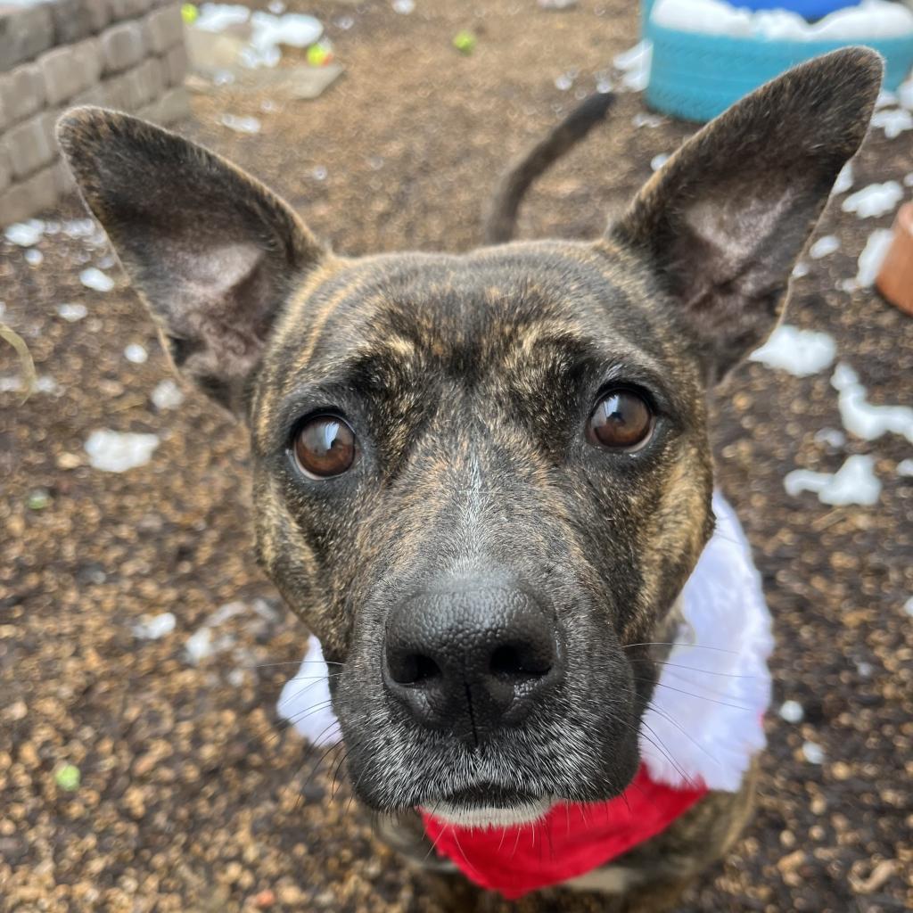 Pink Lady, a Adoptable Terrier in St. Louis, MO image 5/6
