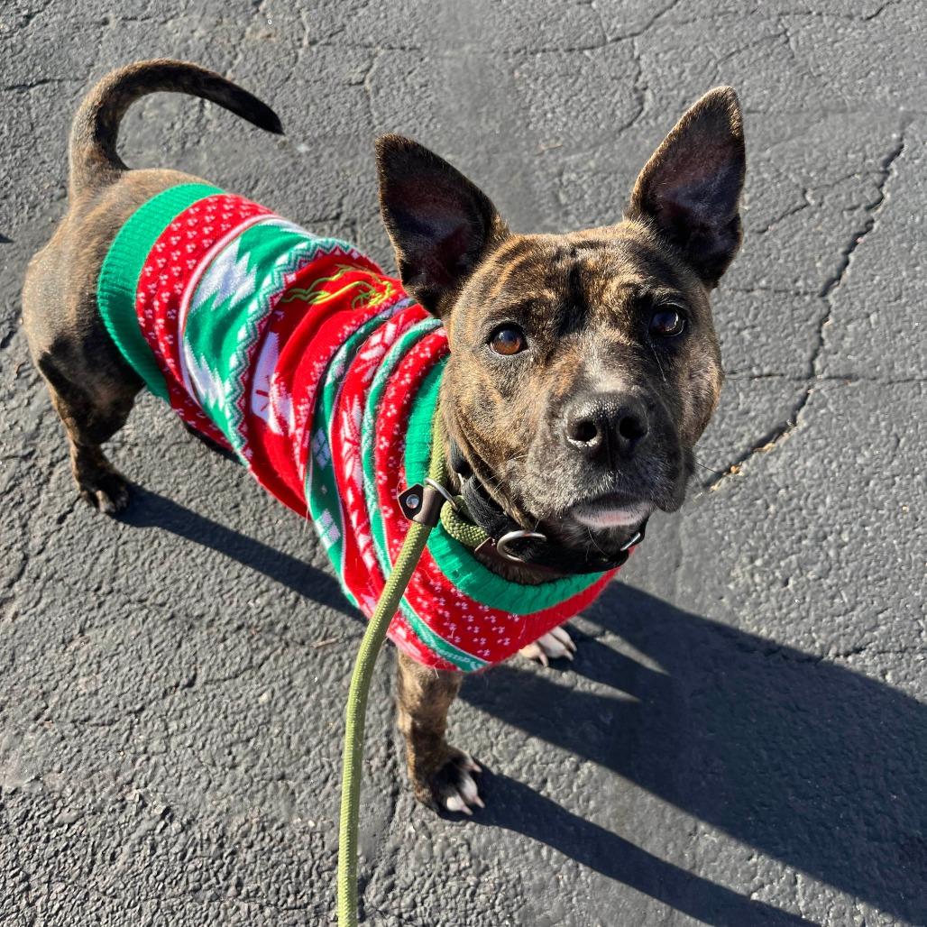 Enlarge Pink Lady, a Adoptable Terrier in St. Louis, MO image 6/6