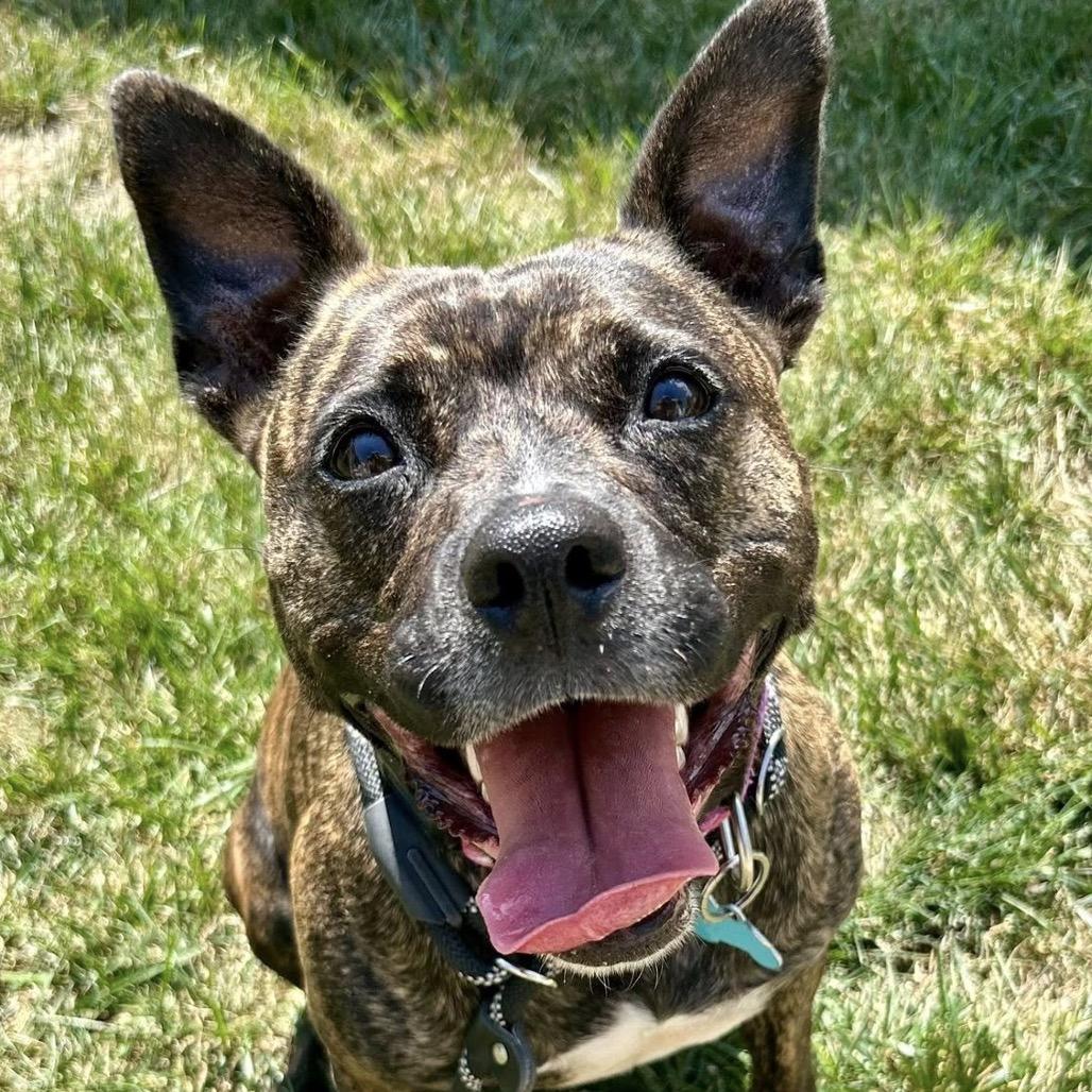 Pink Lady, a Adoptable Terrier in St. Louis, MO image 6/6