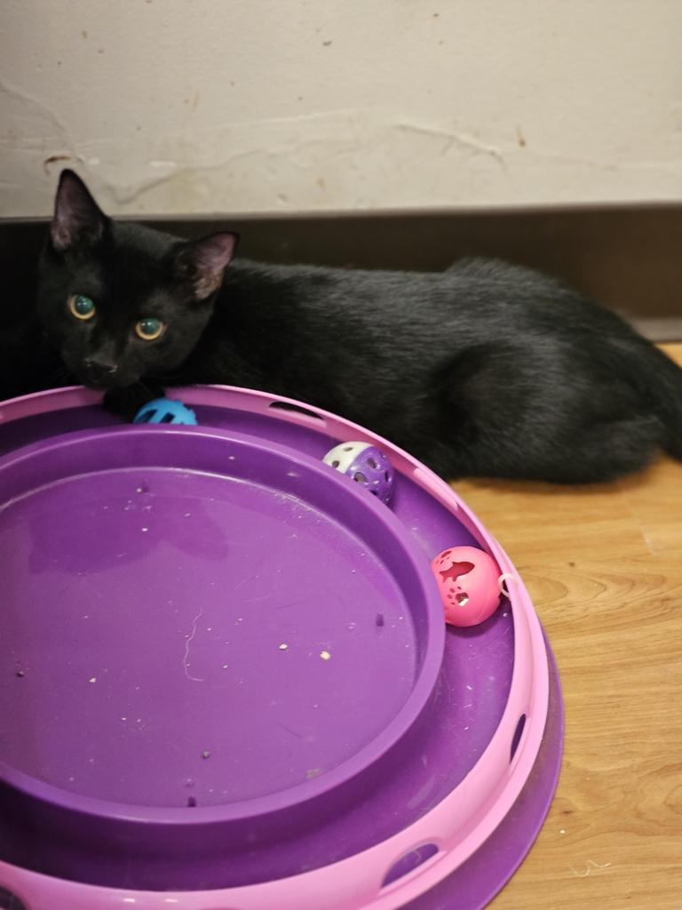 Terry, Adoptable, Adult Male Domestic Short Hair.