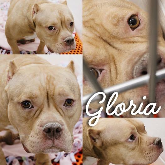 Gloria, Adoptable, Adult Female American Bully.