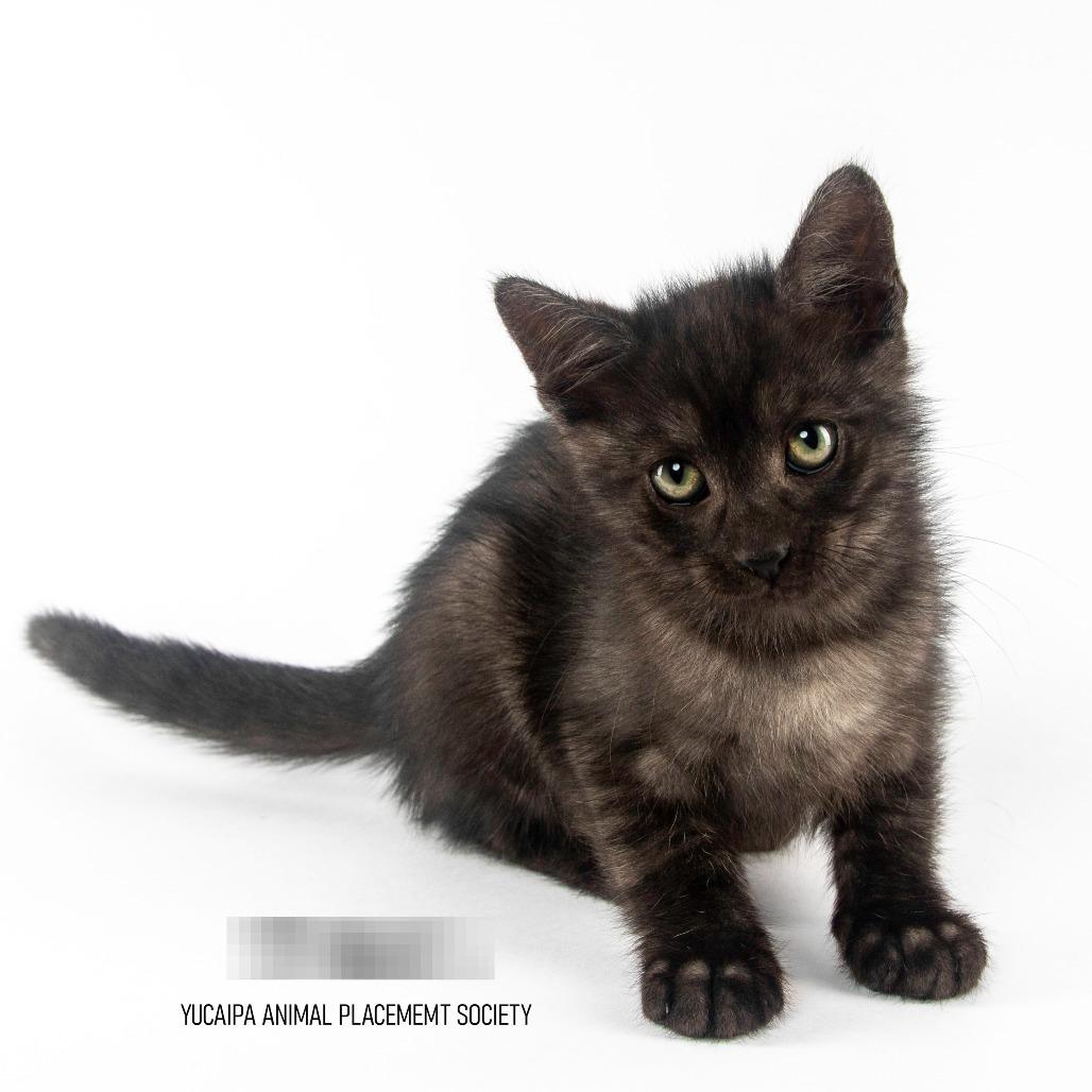 Enlarge Smoke, a Adoptable Domestic Medium Hair in Yucaipa, CA image 1/3