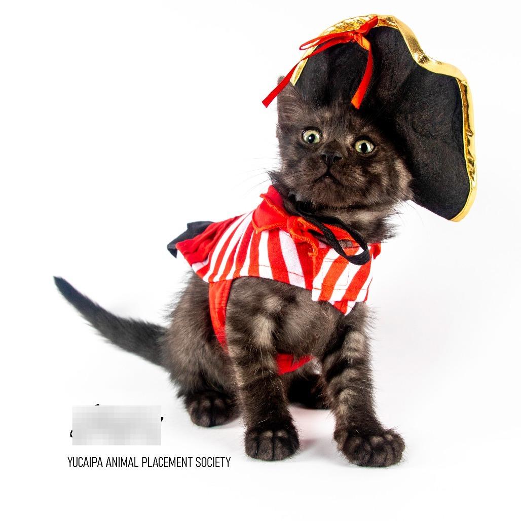 Enlarge Smoke, a Adoptable Domestic Medium Hair in Yucaipa, CA image 3/3