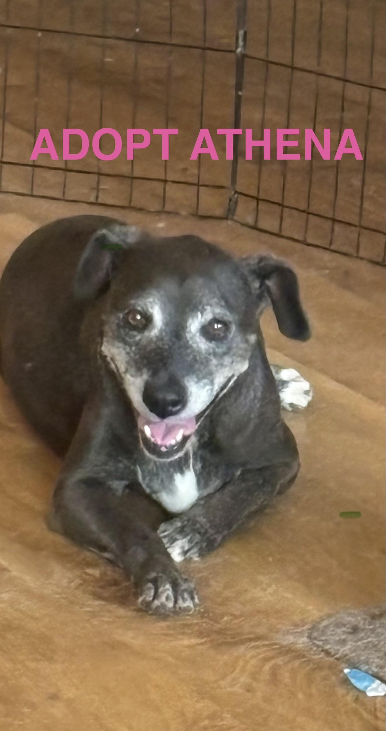 Enlarge Athena, a ADOPTABLE mixed breed in AMARILLO, TX image 1/5