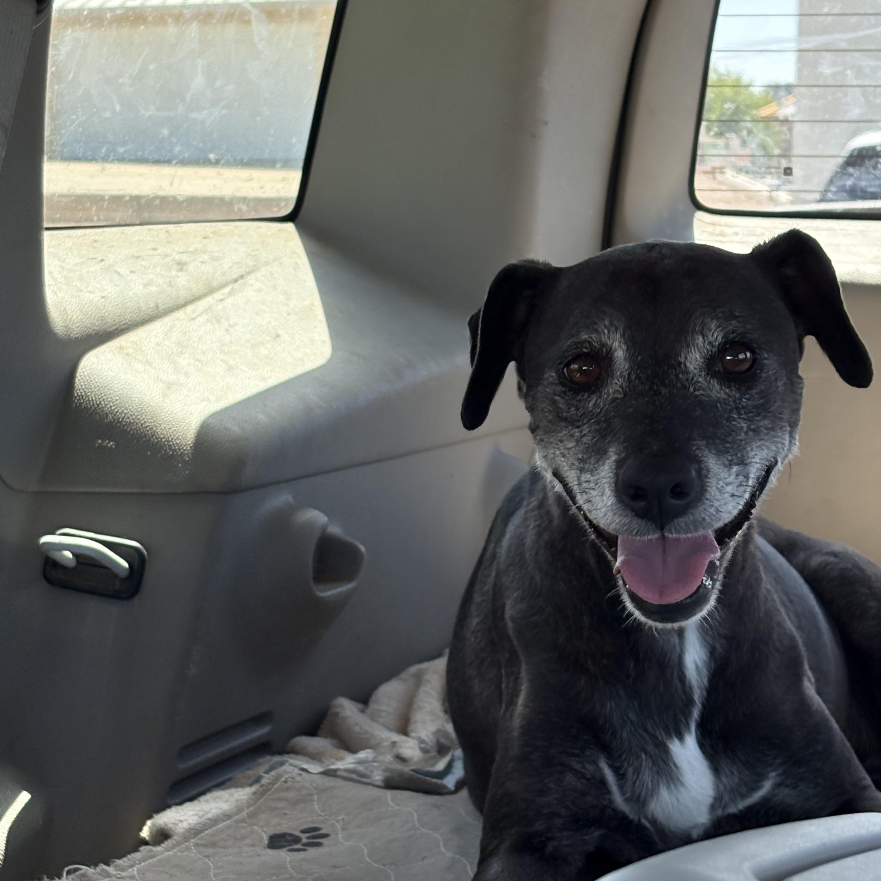 Enlarge Athena, a ADOPTABLE mixed breed in AMARILLO, TX image 5/5