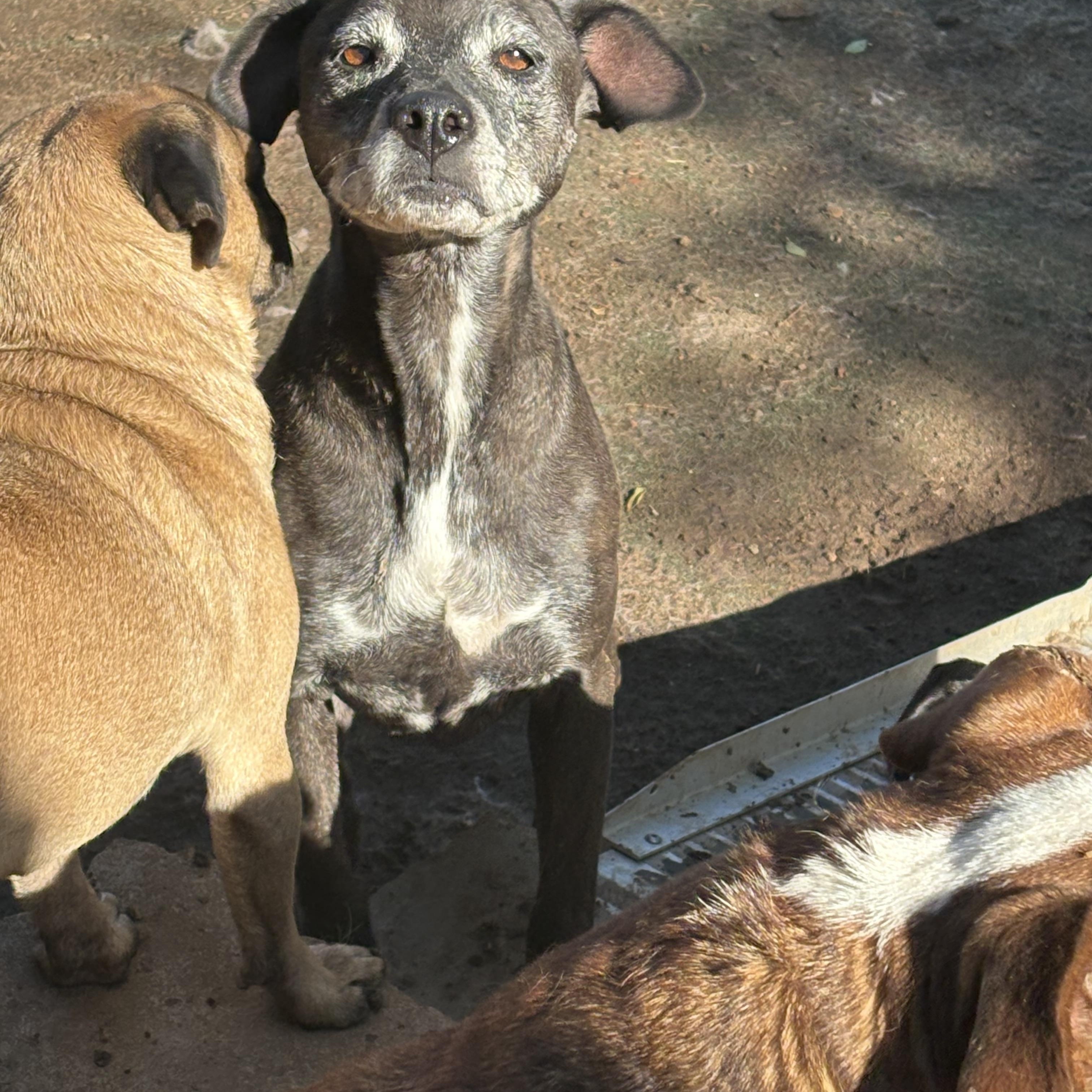 Enlarge Athena, a ADOPTABLE mixed breed in AMARILLO, TX image 2/5