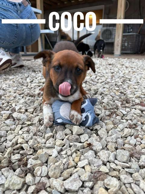 Enlarge Coco, an adopted mixed breed in Manhattan, KS image 1/2