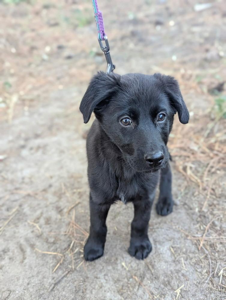 Magnolia, Adoptable, Puppy Female Labrador Retriever & Shepherd.