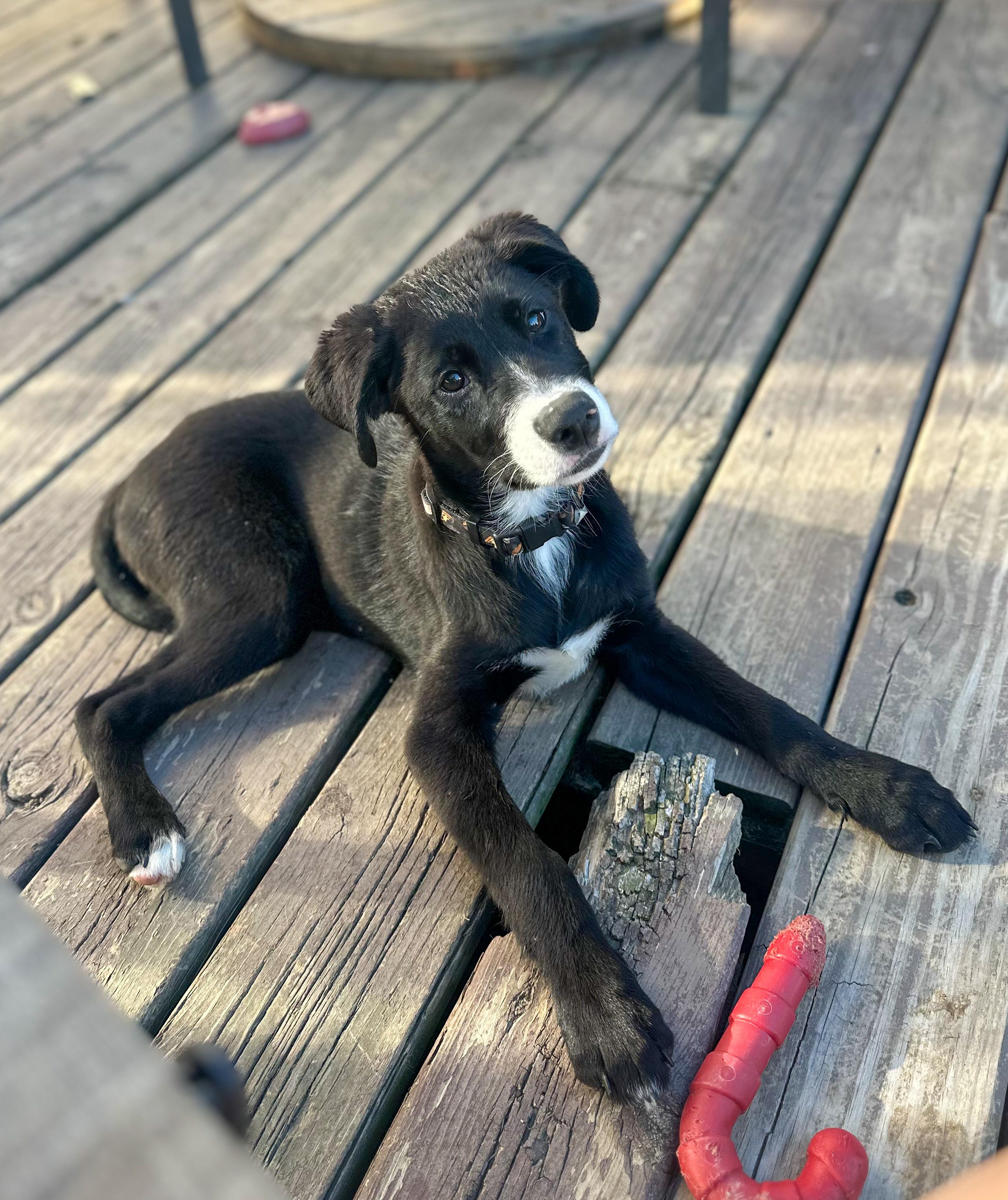 Bob, an adopted mixed breed in Indianapolis, IN image 3/6