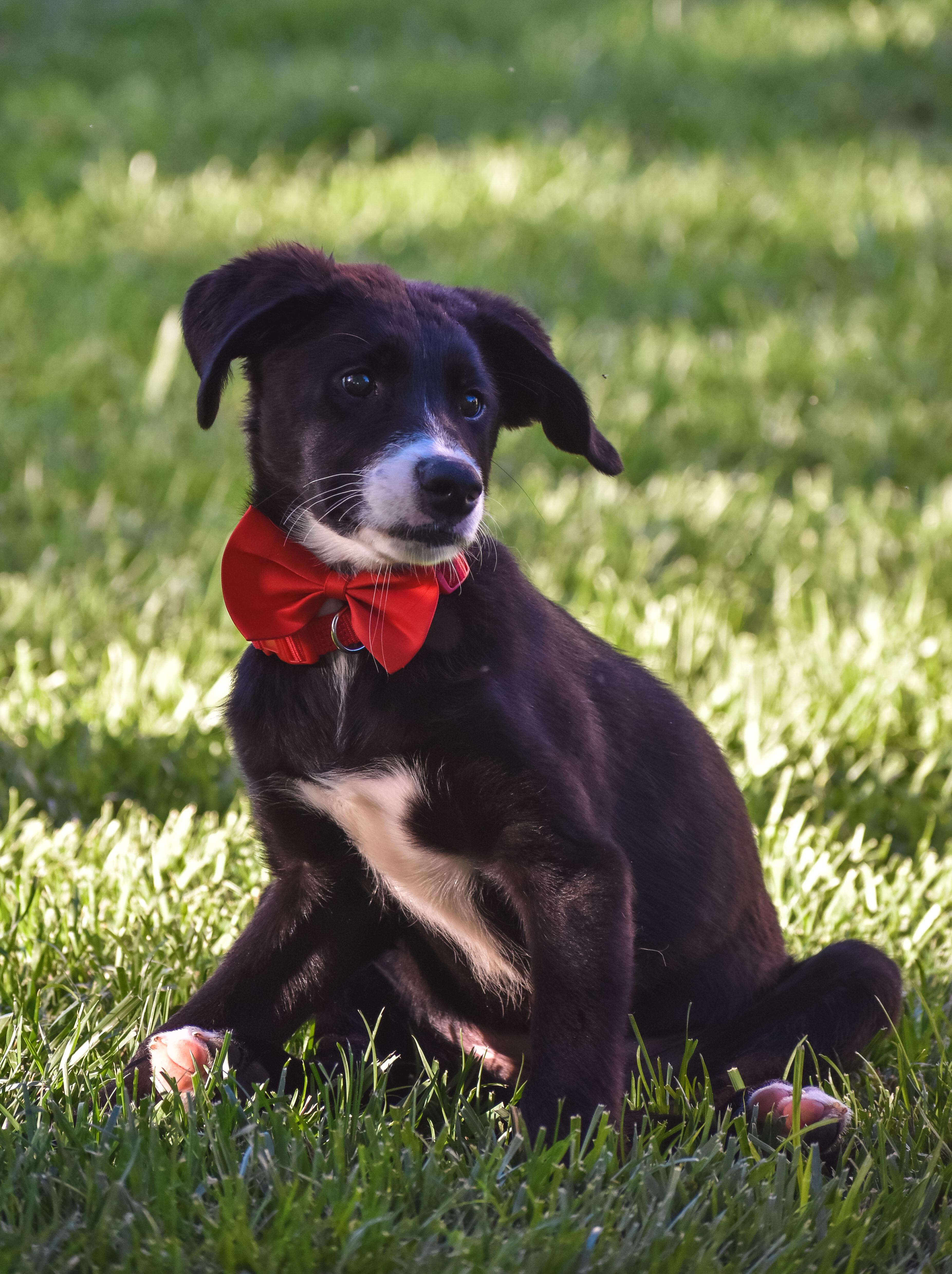 Bob, an adopted mixed breed in Indianapolis, IN image 6/6