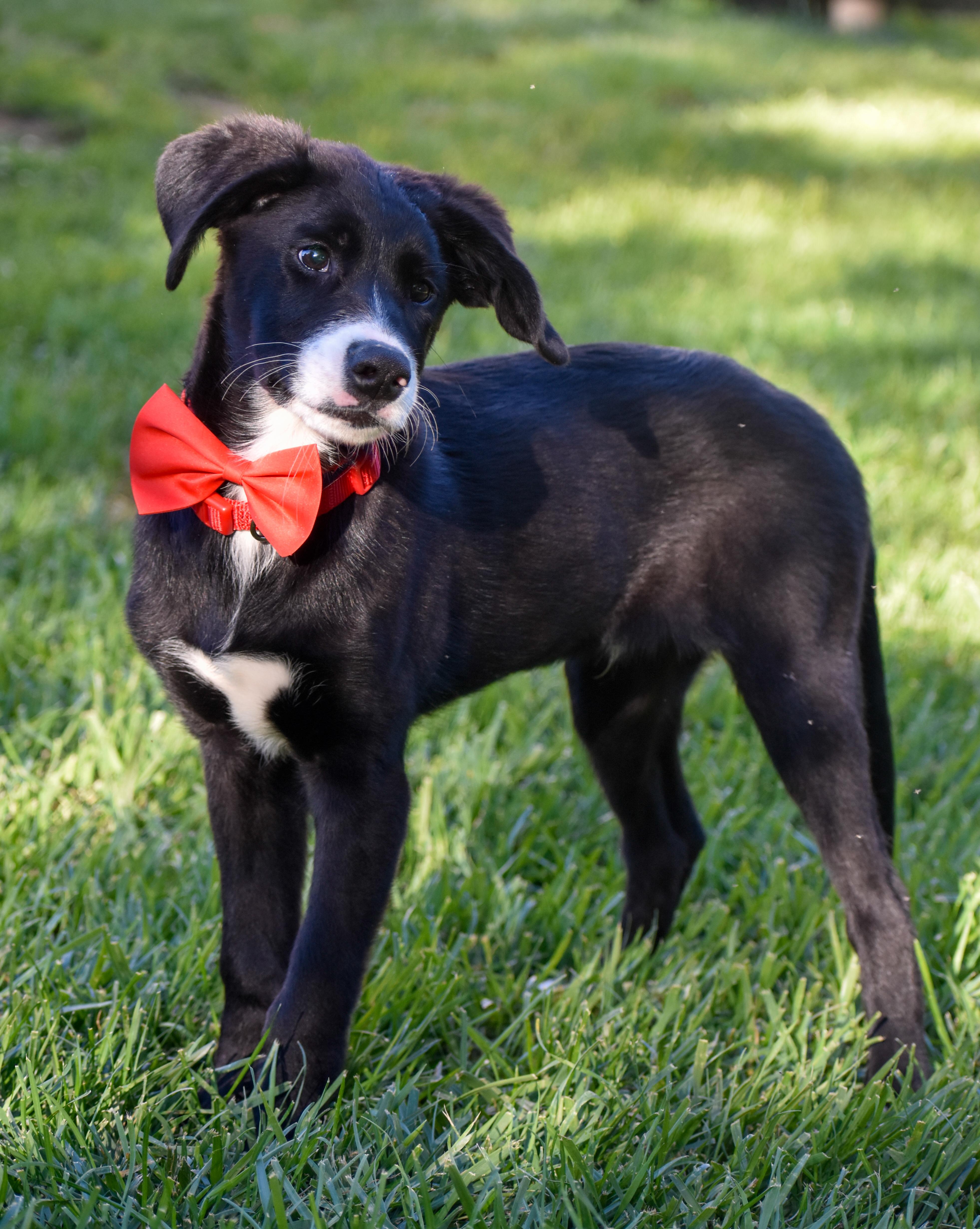 Bob, an adopted mixed breed in Indianapolis, IN image 2/6
