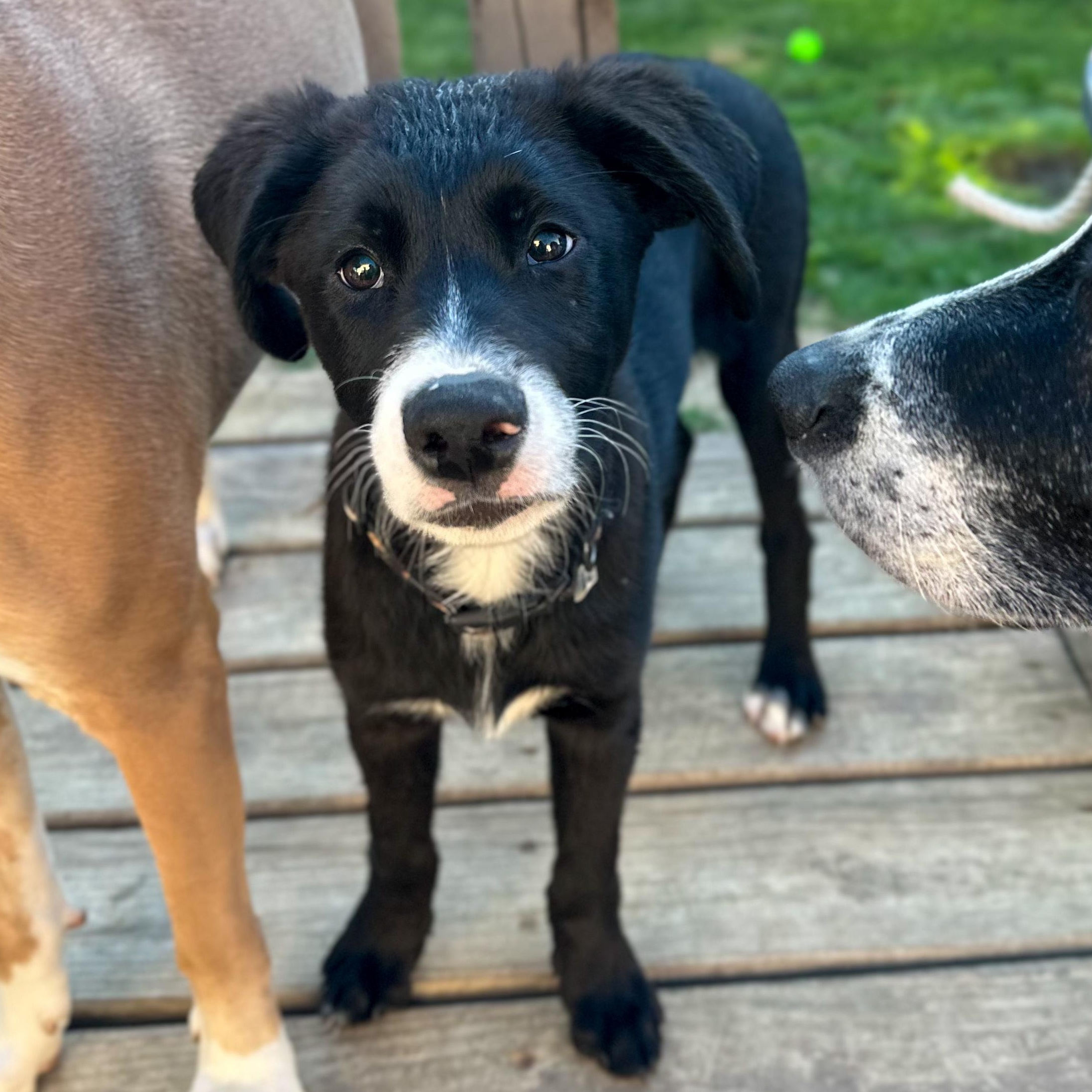 Bob, an adopted mixed breed in Indianapolis, IN image 4/6