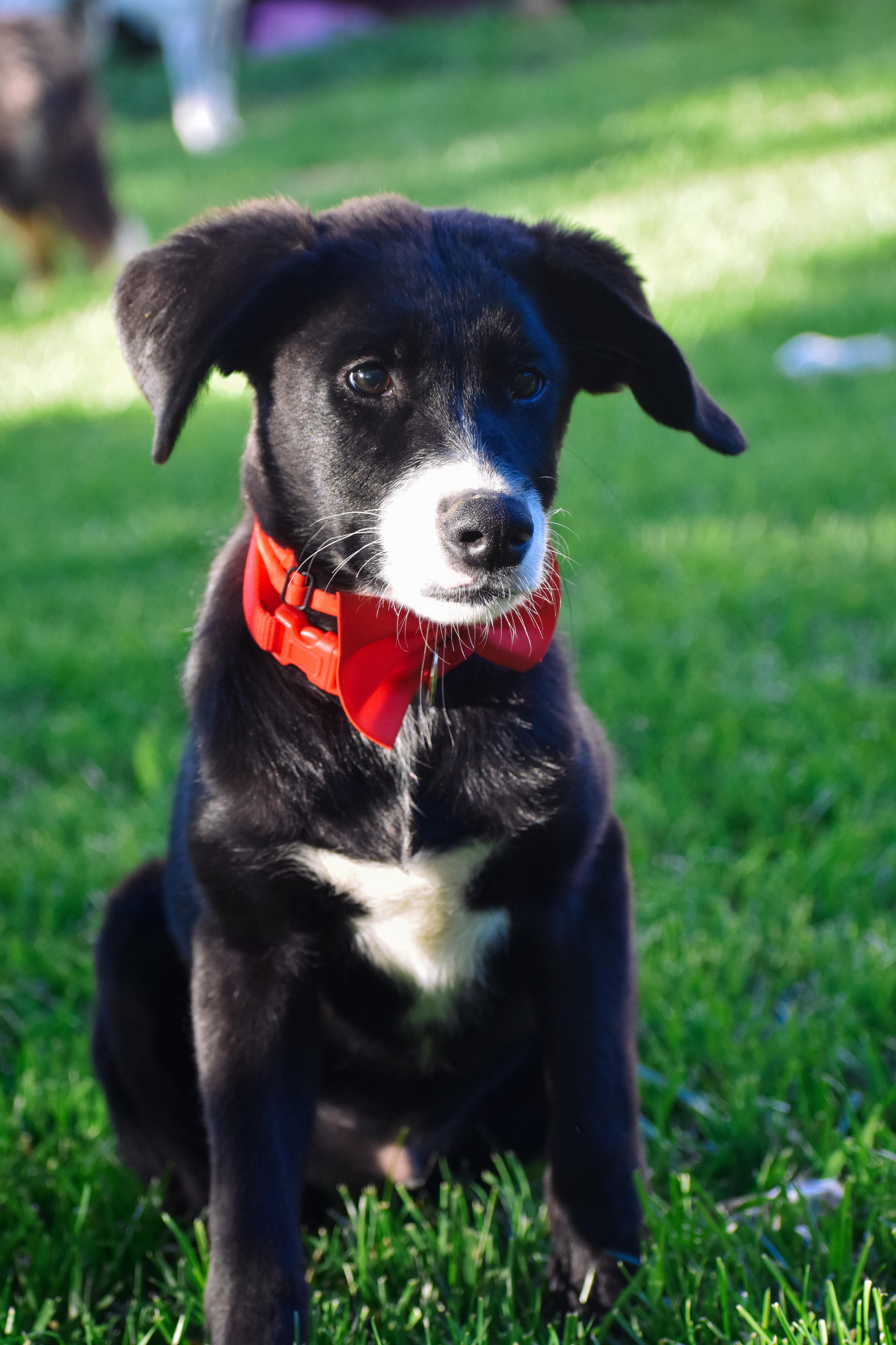 Bob, an adopted mixed breed in Indianapolis, IN image 5/6