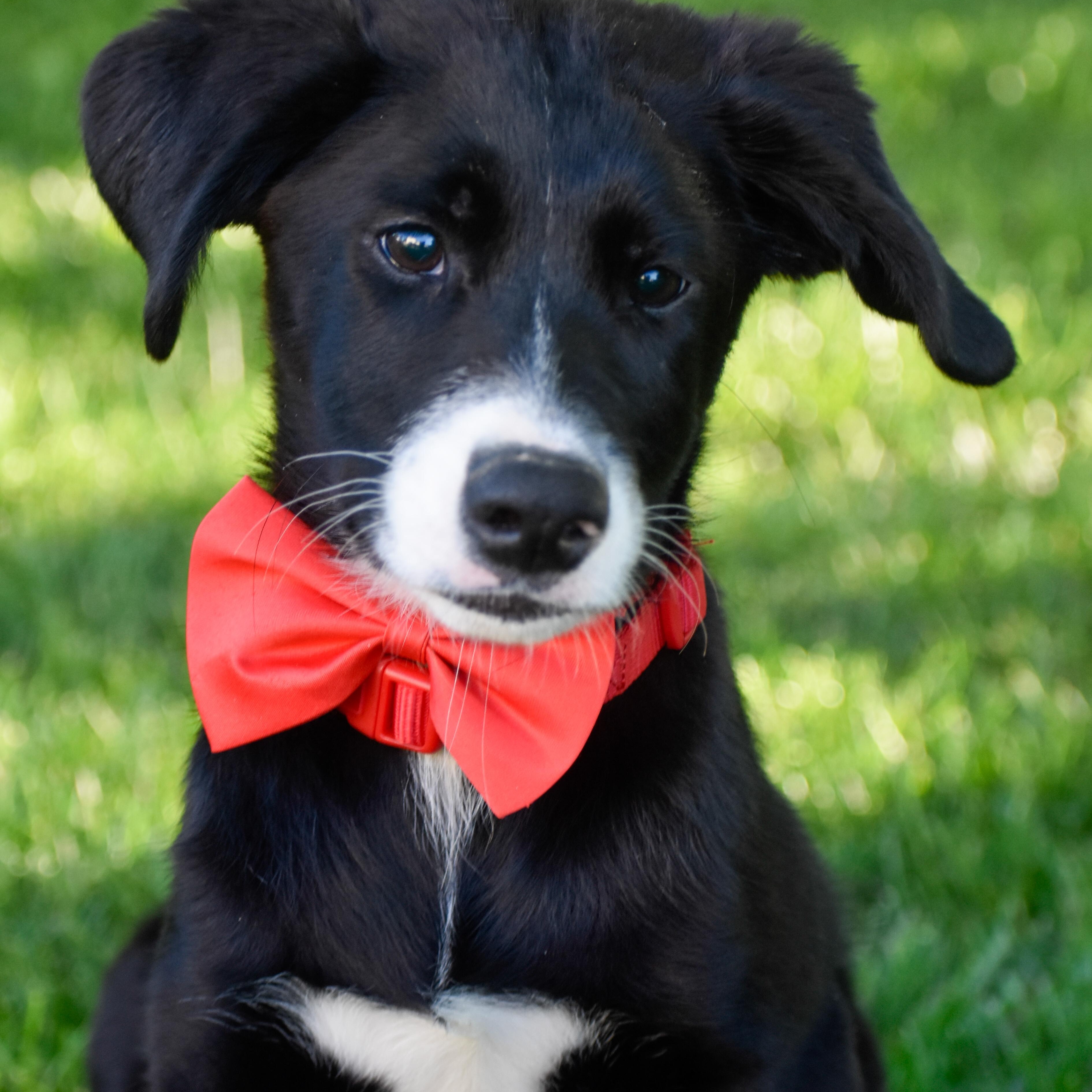 Bob, adopted, Puppy Male Beagle & Australian Shepherd.