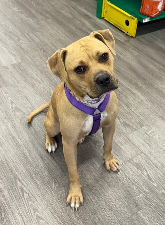 Enlarge Dolly, a Adoptable mixed breed in Troy, MI image 1/6