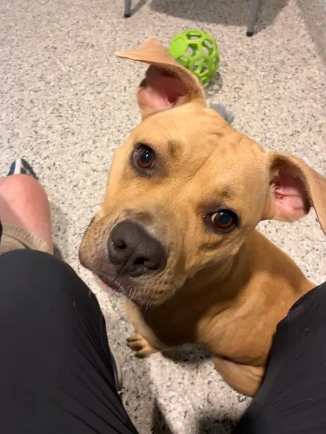 Enlarge Dolly, a Adoptable mixed breed in Troy, MI image 2/6