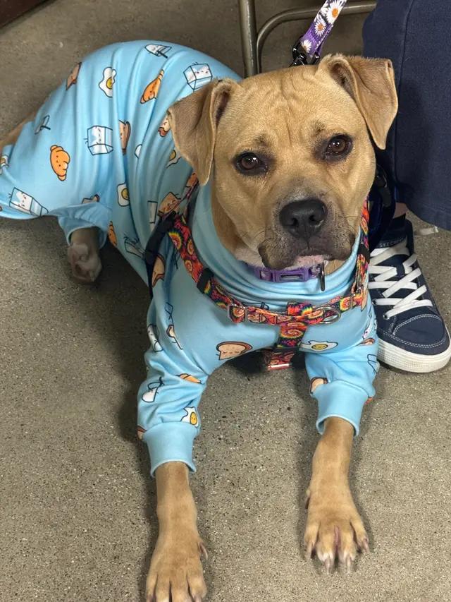 Enlarge Dolly, a Adoptable mixed breed in Troy, MI image 3/6