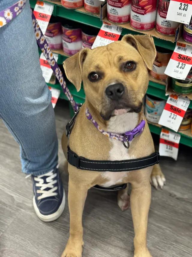 Enlarge Dolly, a Adoptable mixed breed in Troy, MI image 4/6