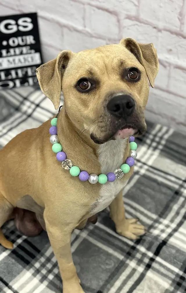 Enlarge Dolly, a Adoptable mixed breed in Troy, MI image 5/6